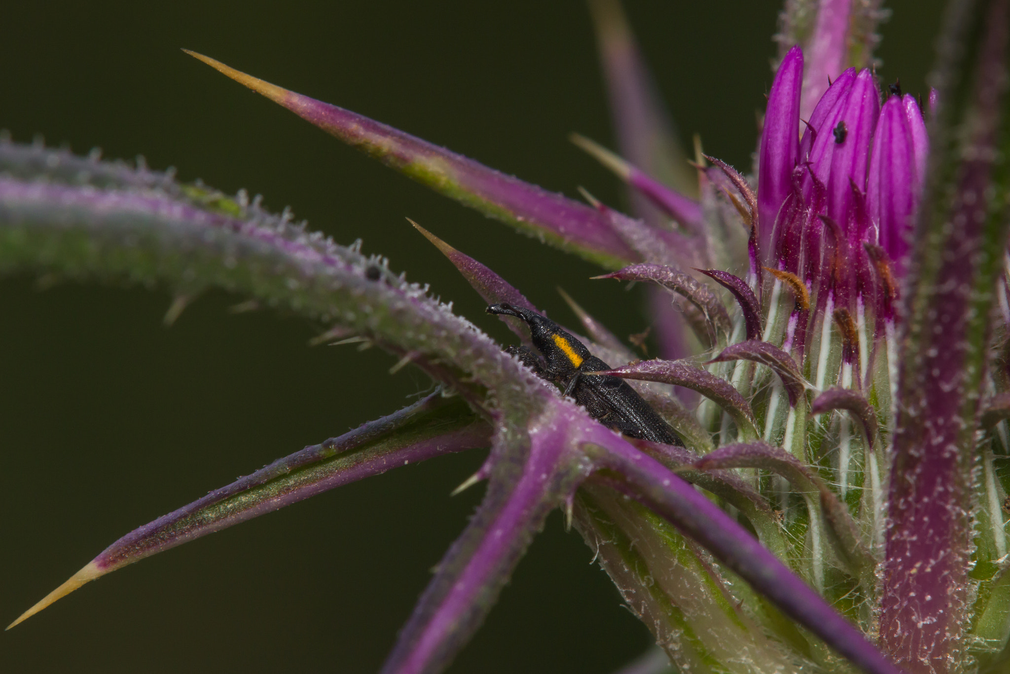 Tamron SP AF 180mm F3.5 Di LD (IF) Macro sample photo. A weevil photography