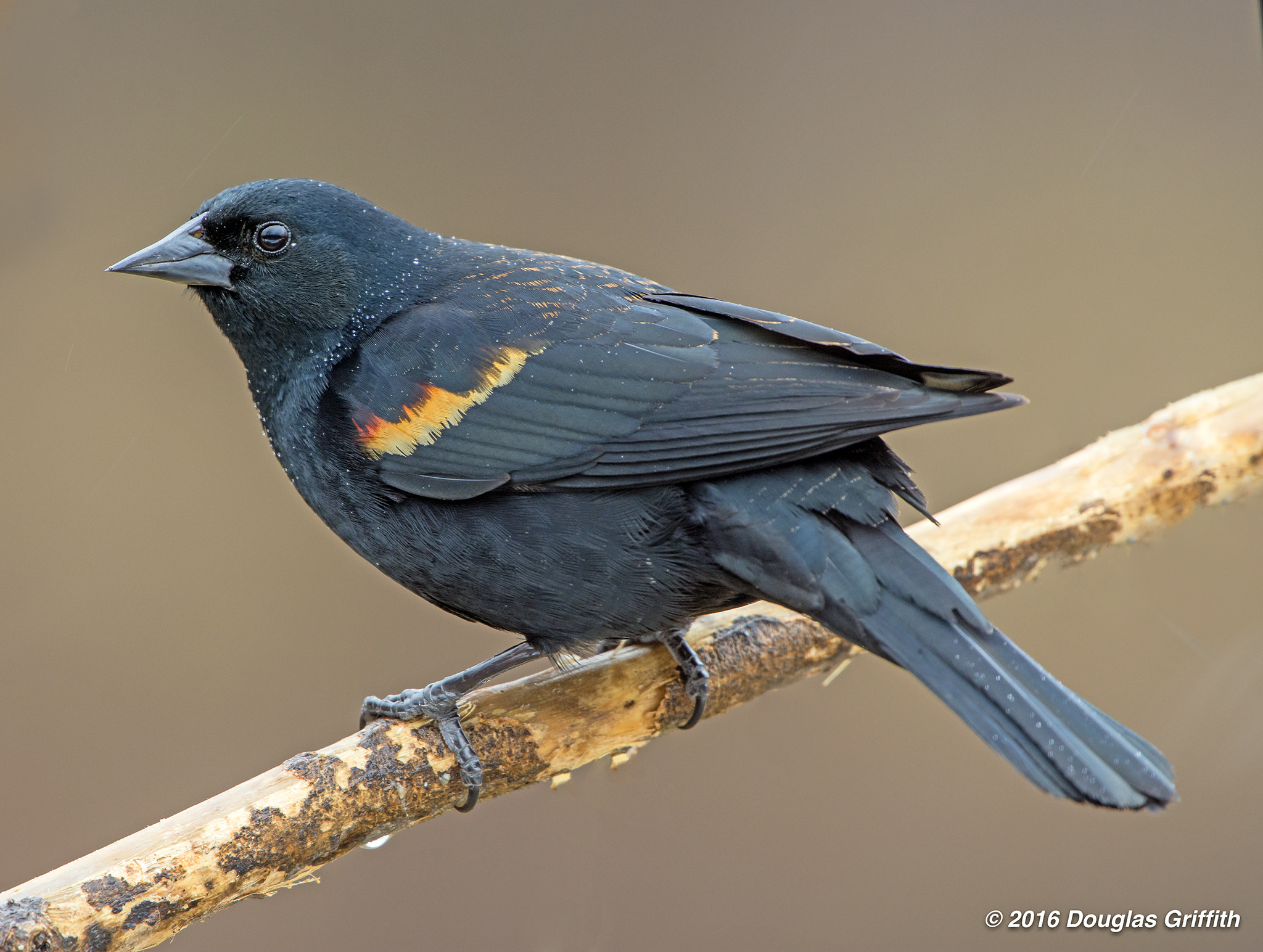 Nikon D7200 + Nikon AF-S Nikkor 500mm F4G ED VR sample photo. Red-winged blackbird (agelaius phoeniceus) in rain photography