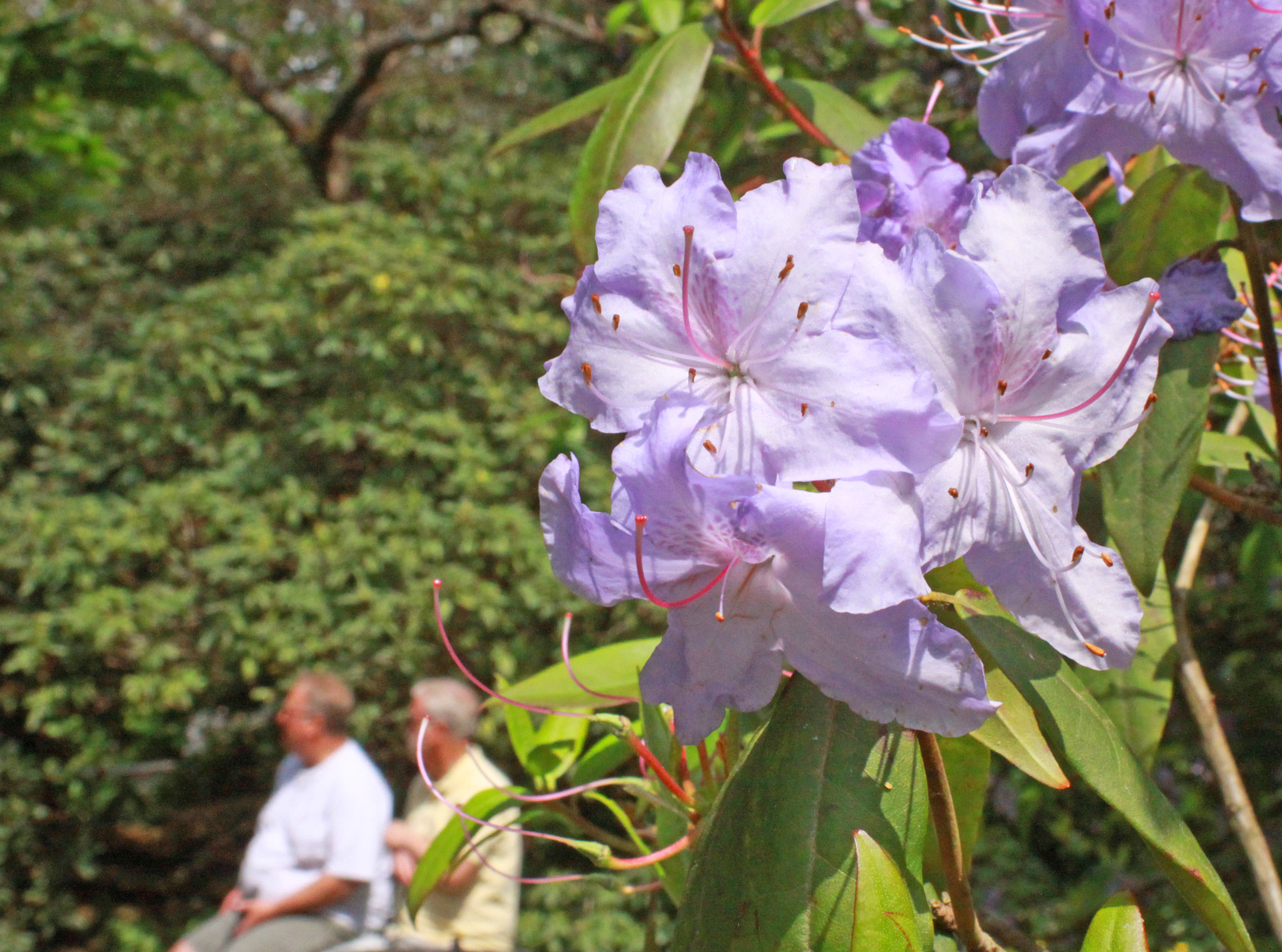 Canon EF 28-90mm f/4-5.6 sample photo. Flower people photography