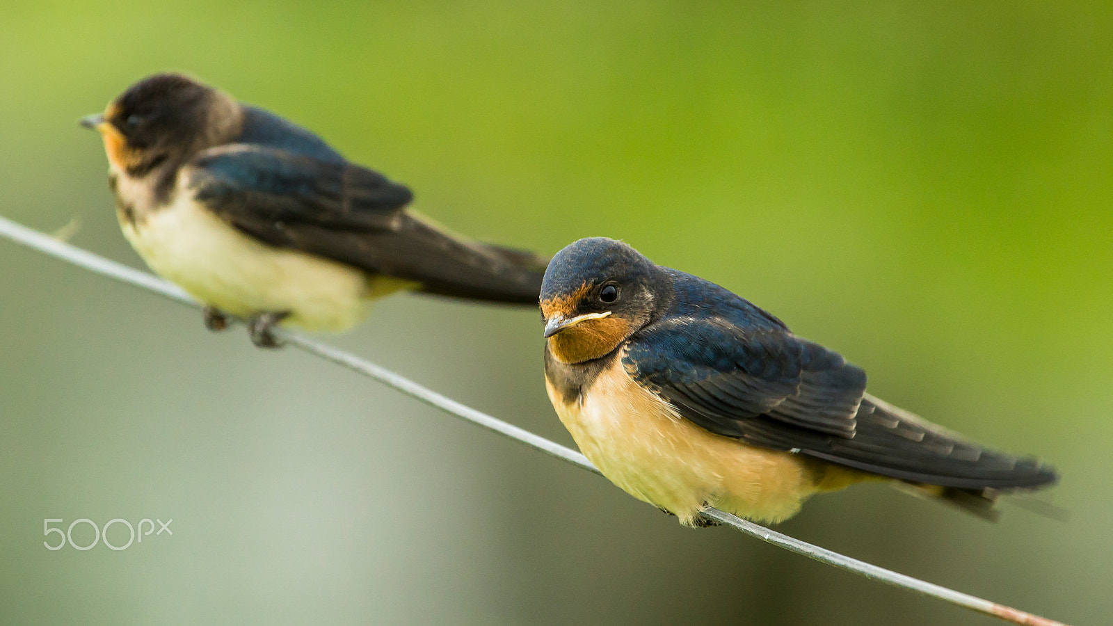 Canon EF 100-400mm F4.5-5.6L IS USM sample photo. Barn swallow photography