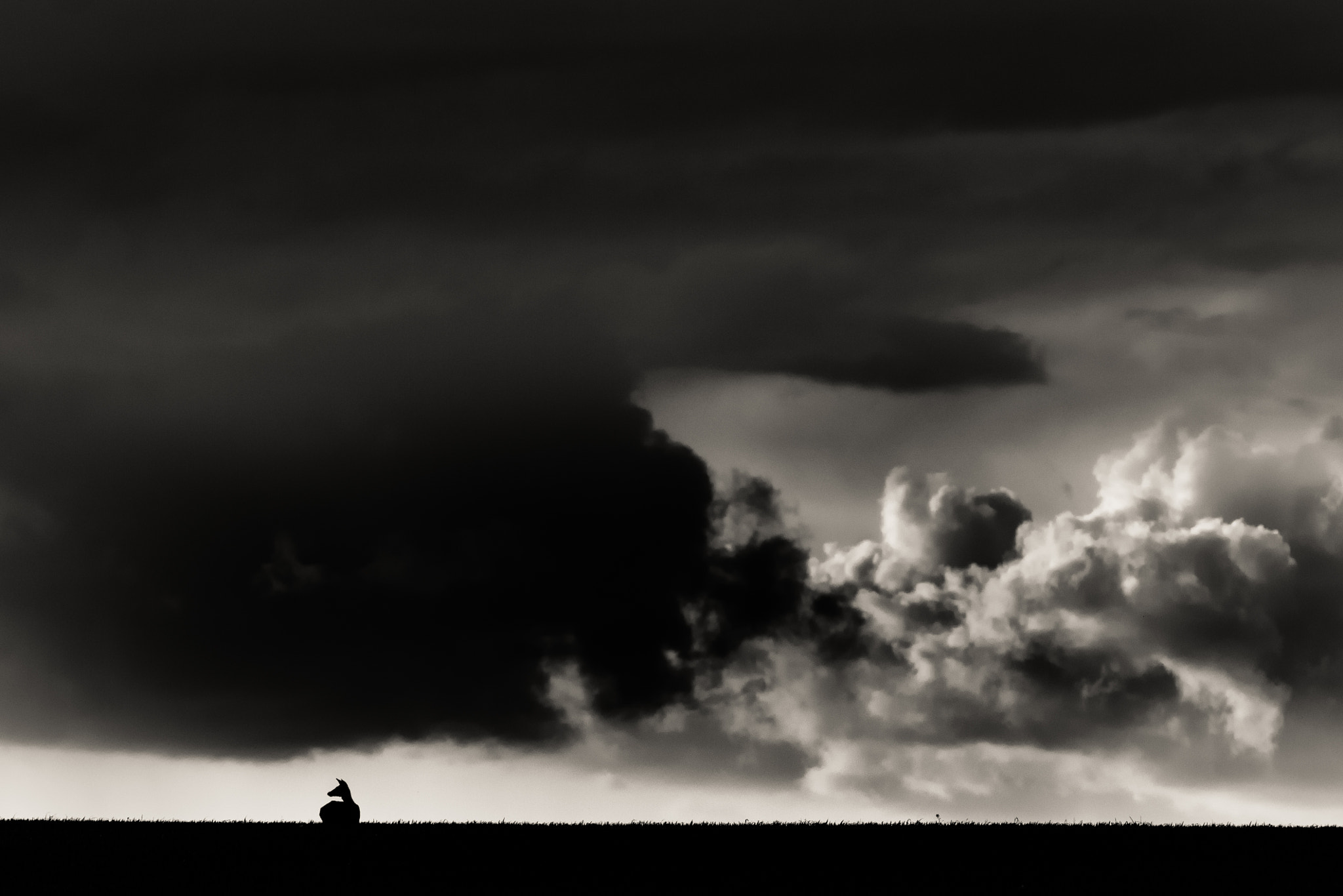 Canon EOS 50D + Canon EF 300mm F4L IS USM sample photo. Head in clouds photography