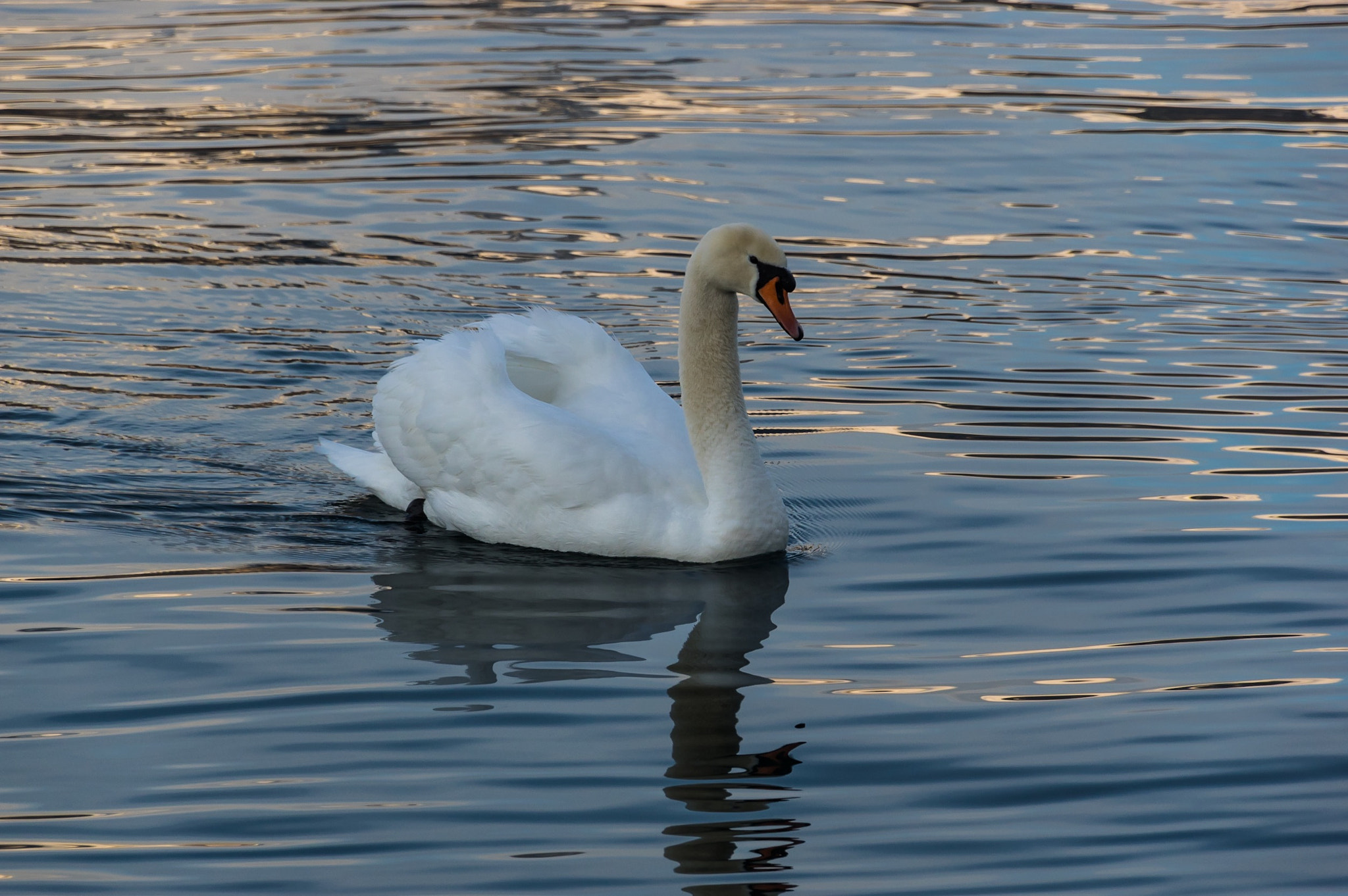 Pentax K-3 II sample photo. Swan photography
