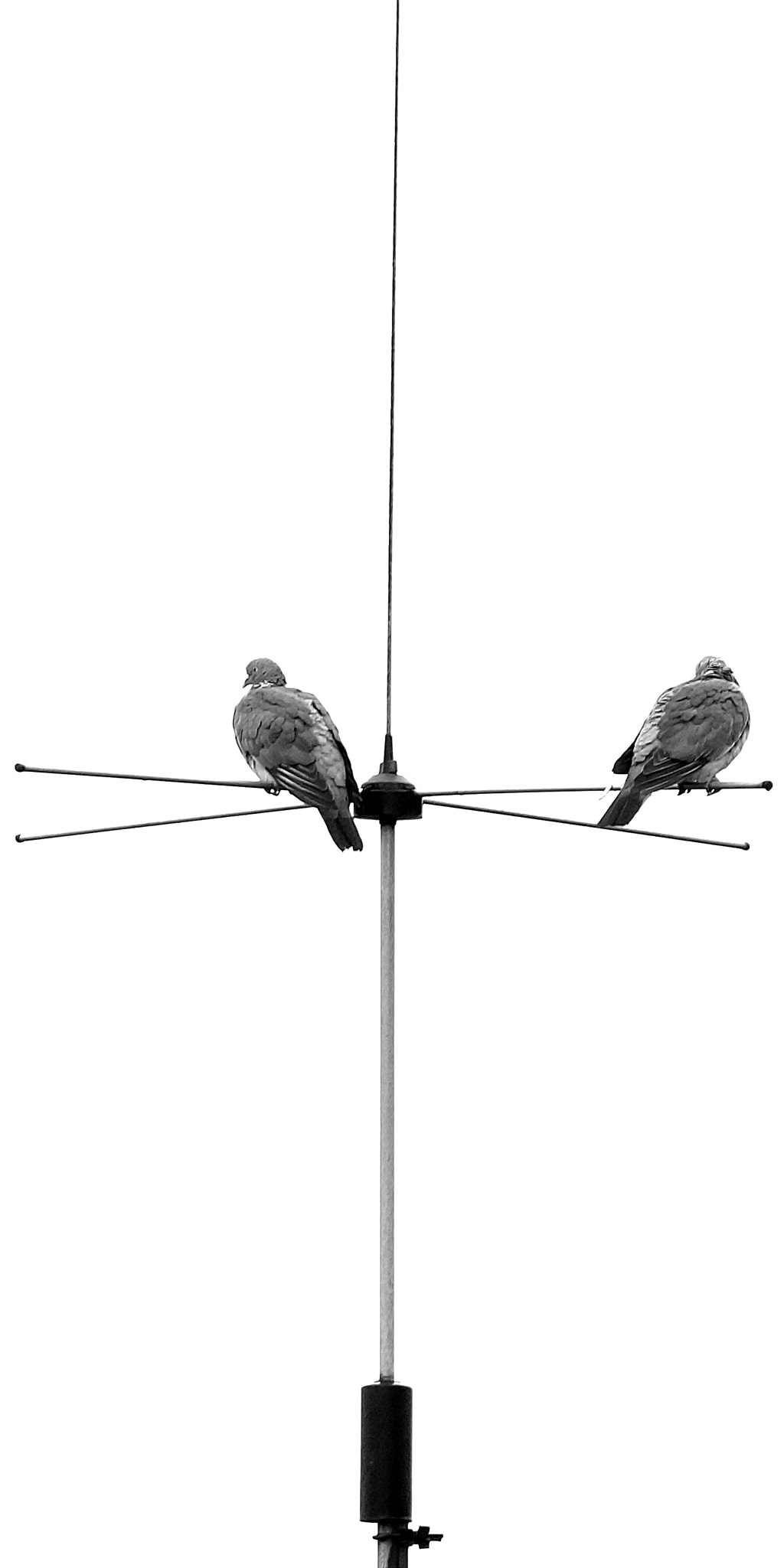 Sony E 55-210mm F4.5-6.3 OSS sample photo. Pigeons on antenna photography