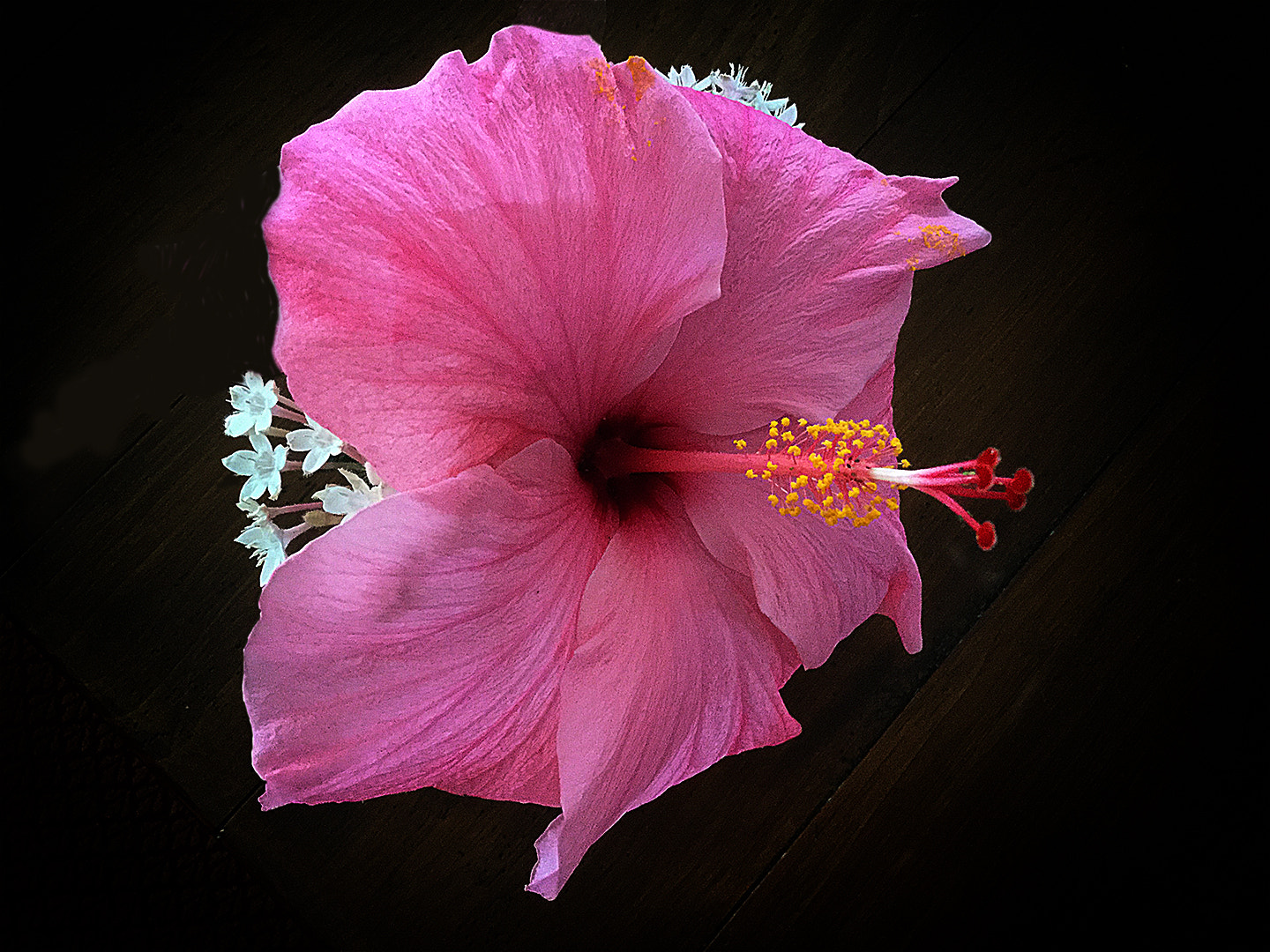 iPad Air 2 back camera 3.3mm f/2.4 sample photo. Pretty in pink photography