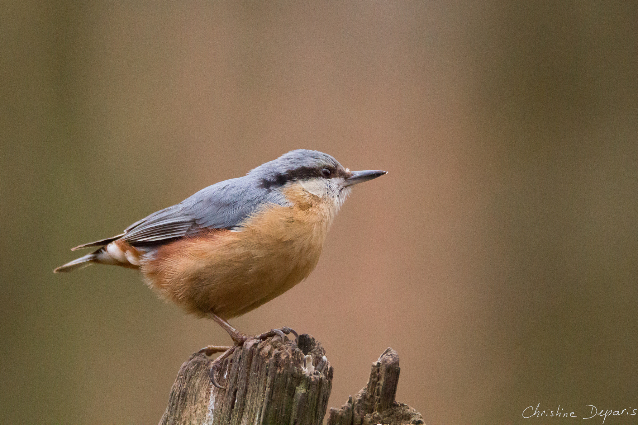 Sigma 150-600mm F5-6.3 DG OS HSM | C sample photo. Eurasian nuthatch photography