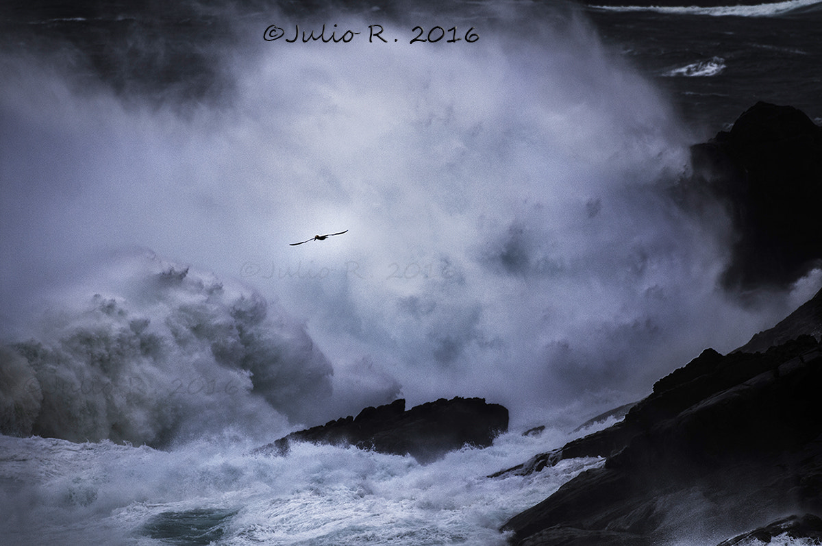 Nikon D300S + Nikon AF-S Nikkor 500mm F4G ED VR sample photo. "enjoying the storm iv" photography