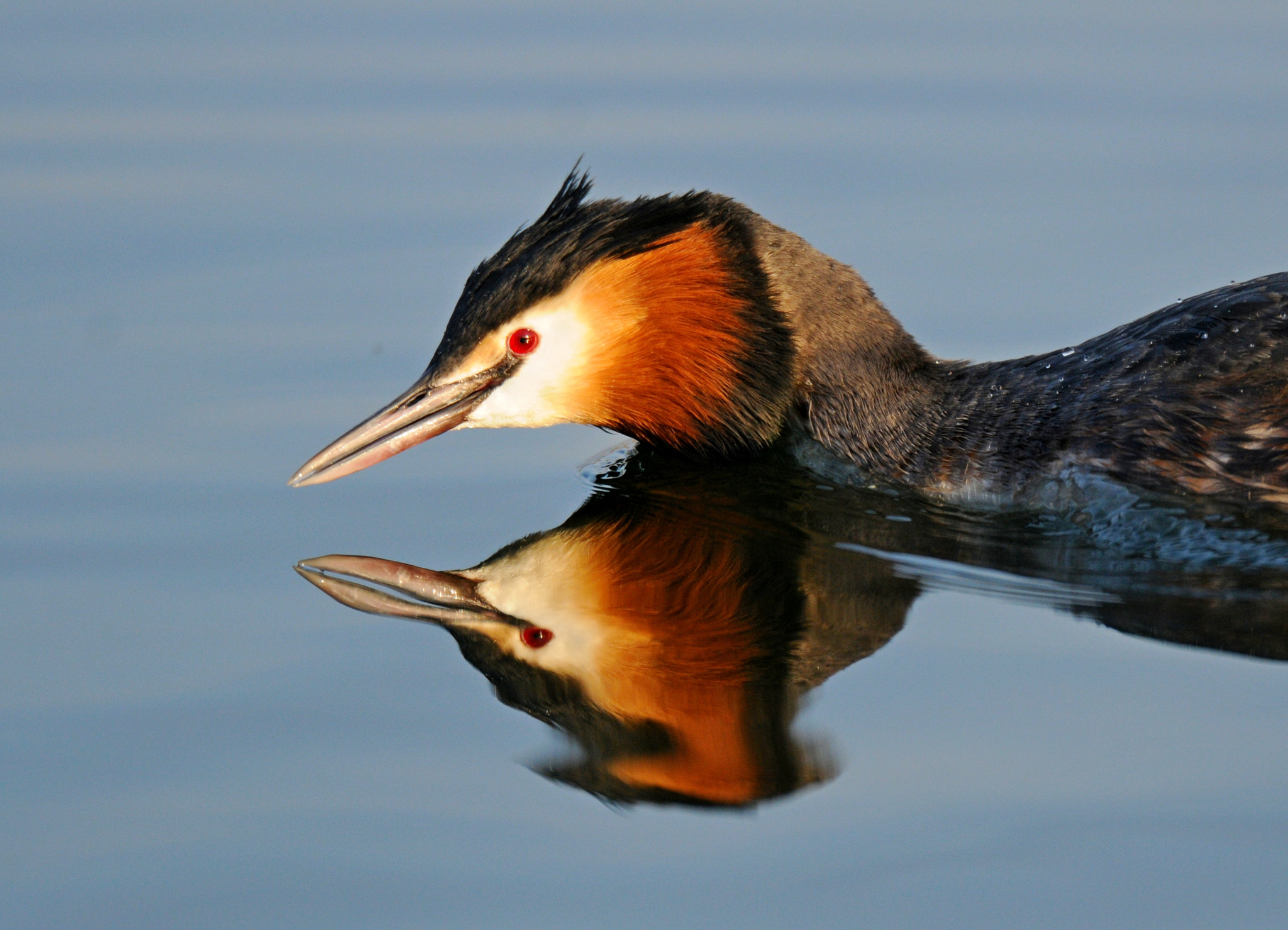 Nikon D300S + AF-S Nikkor 600mm f/4D IF-ED sample photo. Grebes with reflection photography