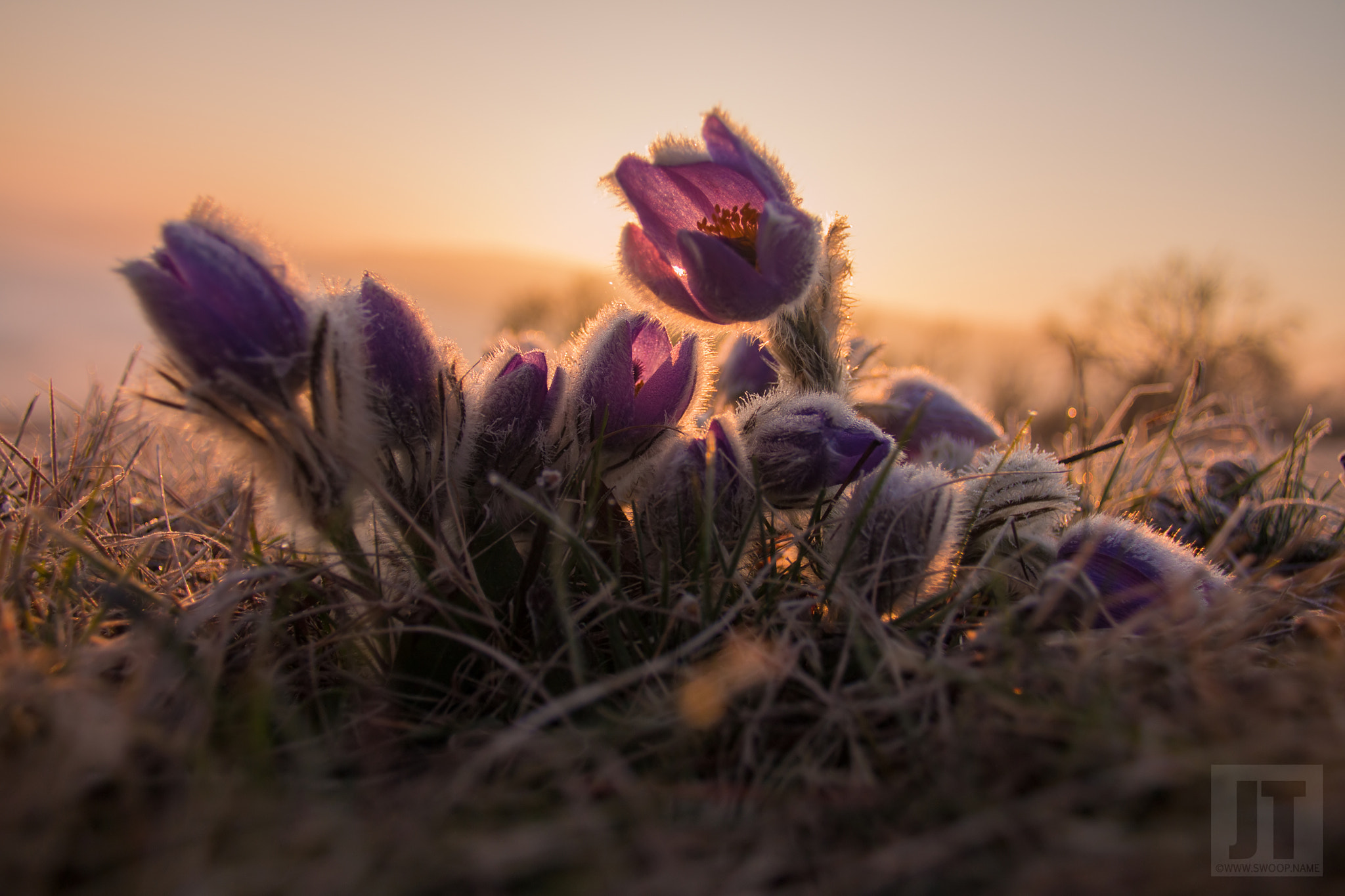 Canon EOS 70D + Canon EF 28mm F2.8 sample photo. Koniklec velkokvětý (pasque flower) photography