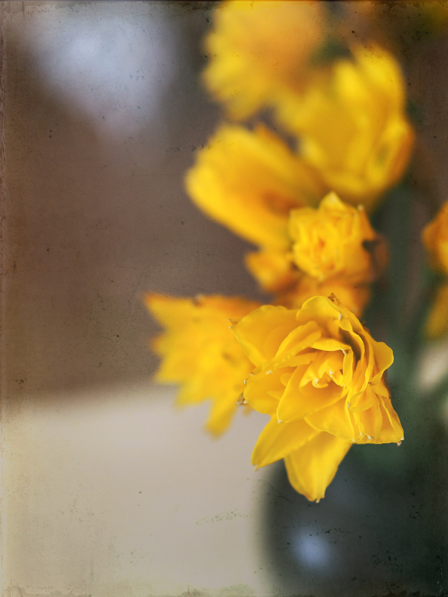Olympus PEN E-P3 + Olympus M.Zuiko Digital 45mm F1.8 sample photo. Vase of daffodils photography