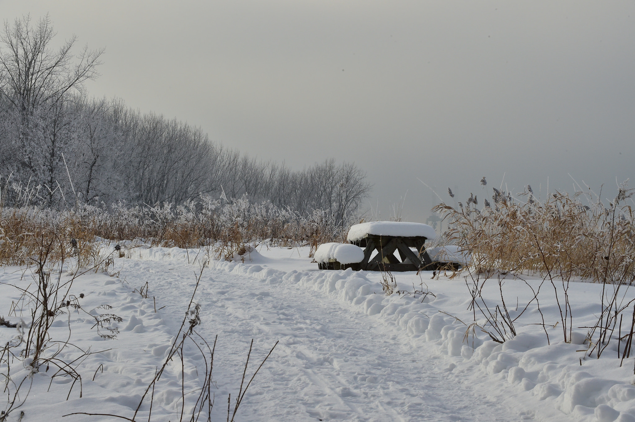 Sigma 50-500mm F4.5-6.3 DG OS HSM sample photo. Winter 2016 photography