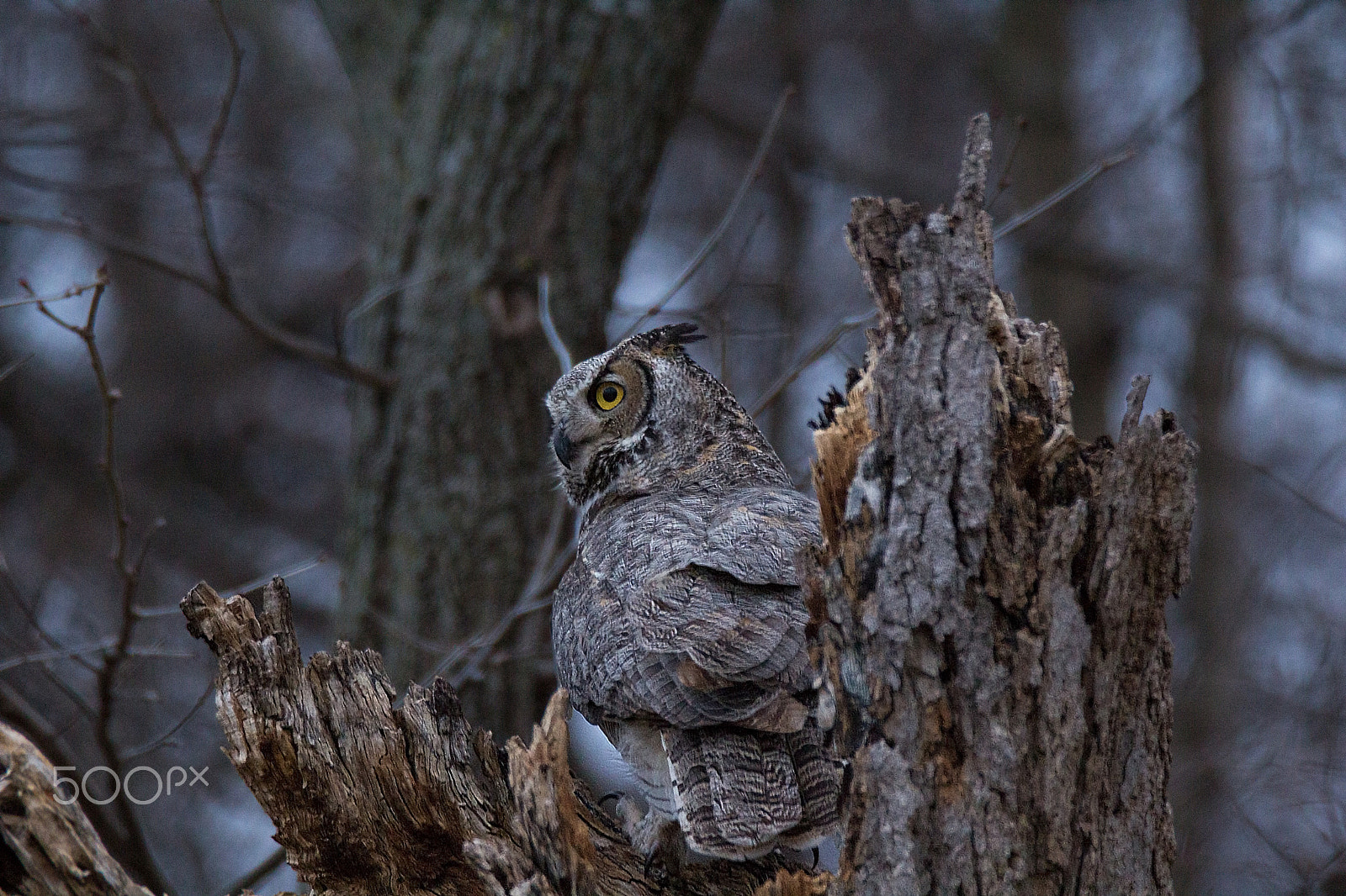 Tamron SP 150-600mm F5-6.3 Di VC USD sample photo. Great horned owl perched by nest photography