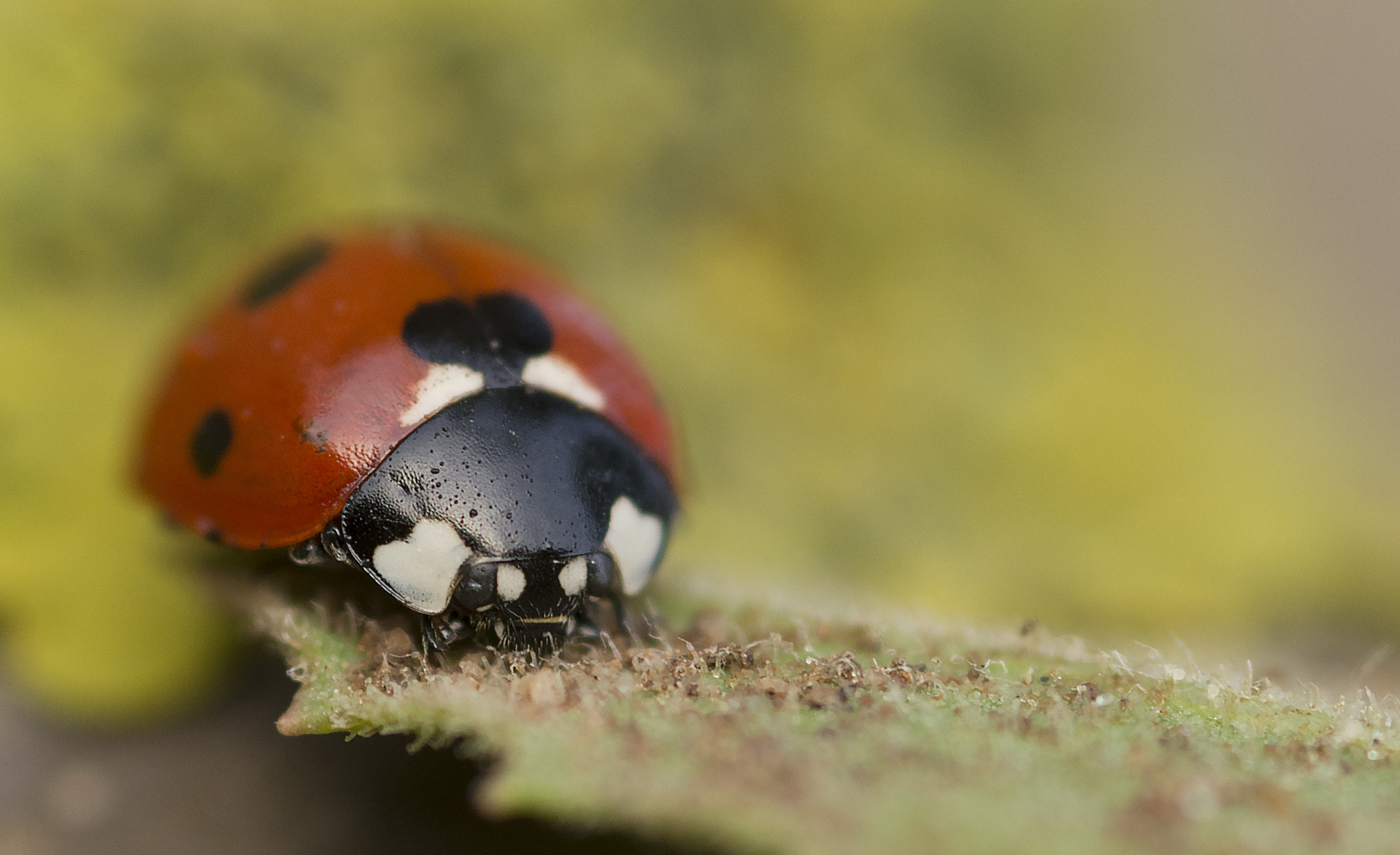 Nikon D7100 + Sigma 105mm F2.8 EX DG Macro sample photo. פרת משה רבנו photography