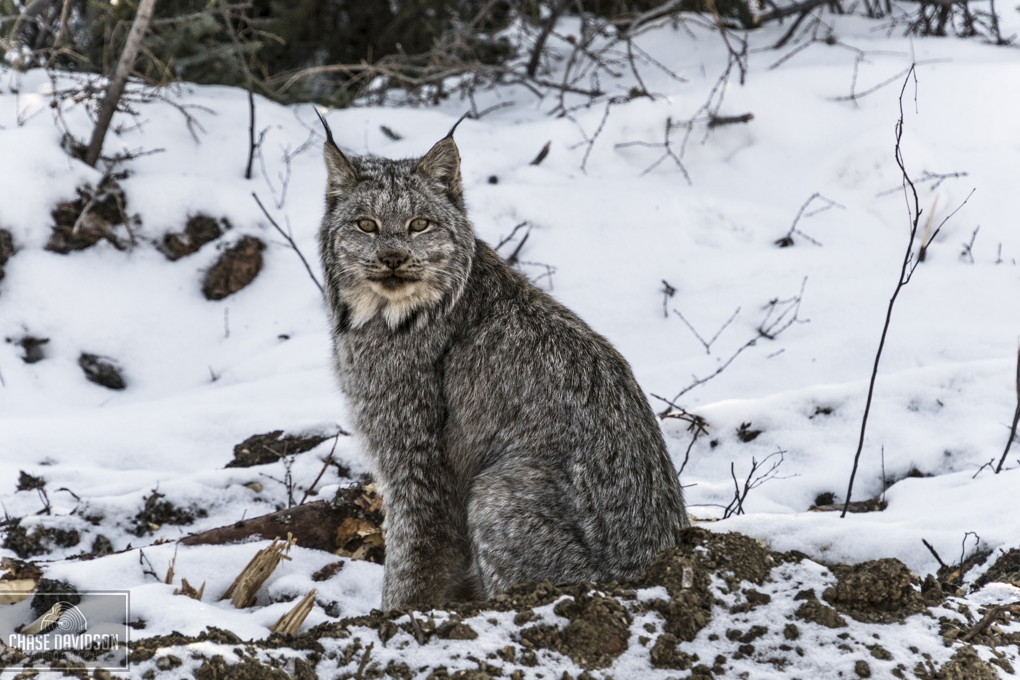 Sony E 18-200mm F3.5-6.3 OSS LE sample photo. Canadian lynx photography