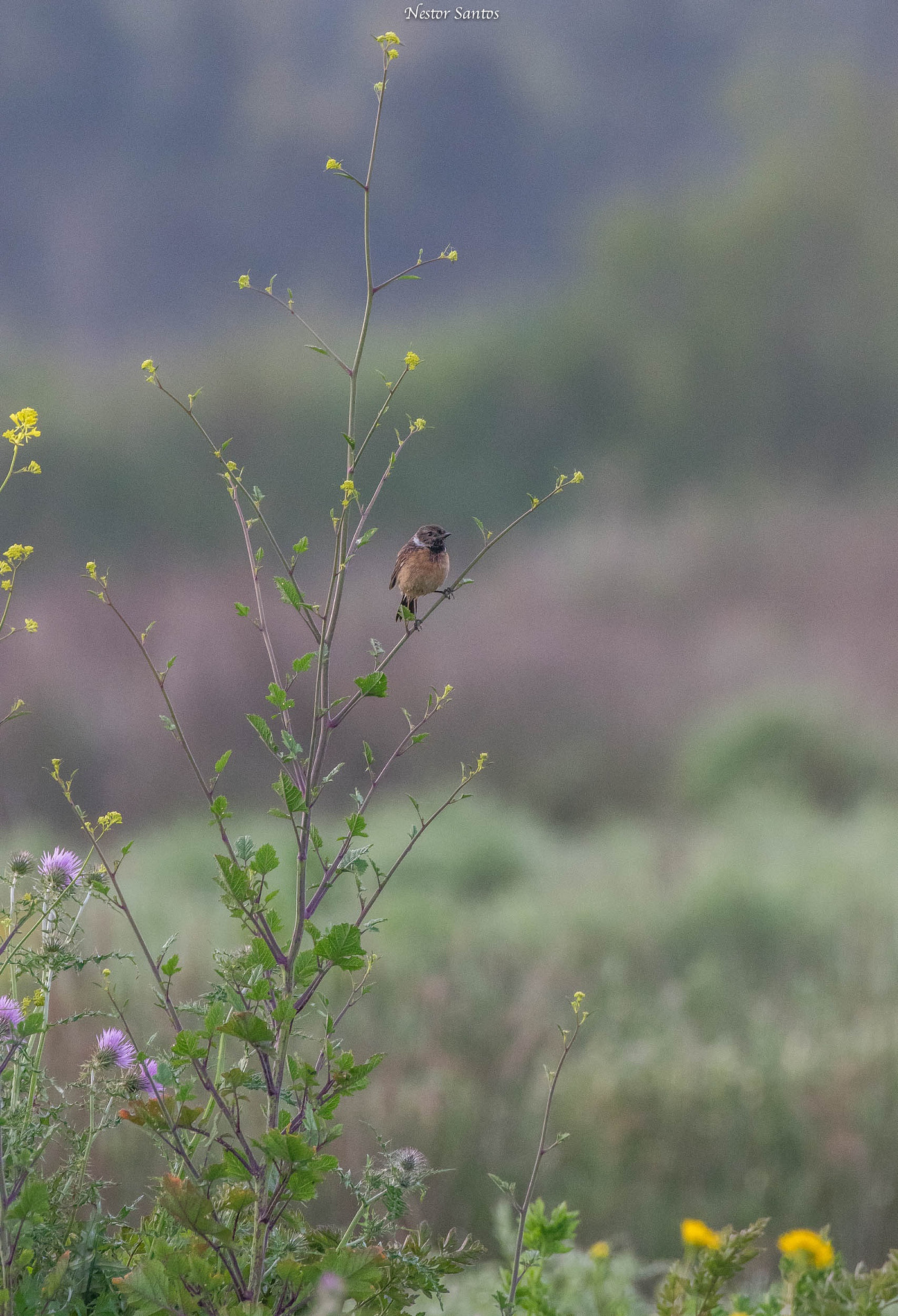 Pentax K-3 sample photo. Great nature photography