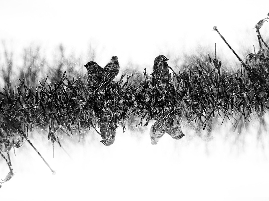Kodak Z812 IS ZOOM DIGITAL CAMERA sample photo. Birds photography