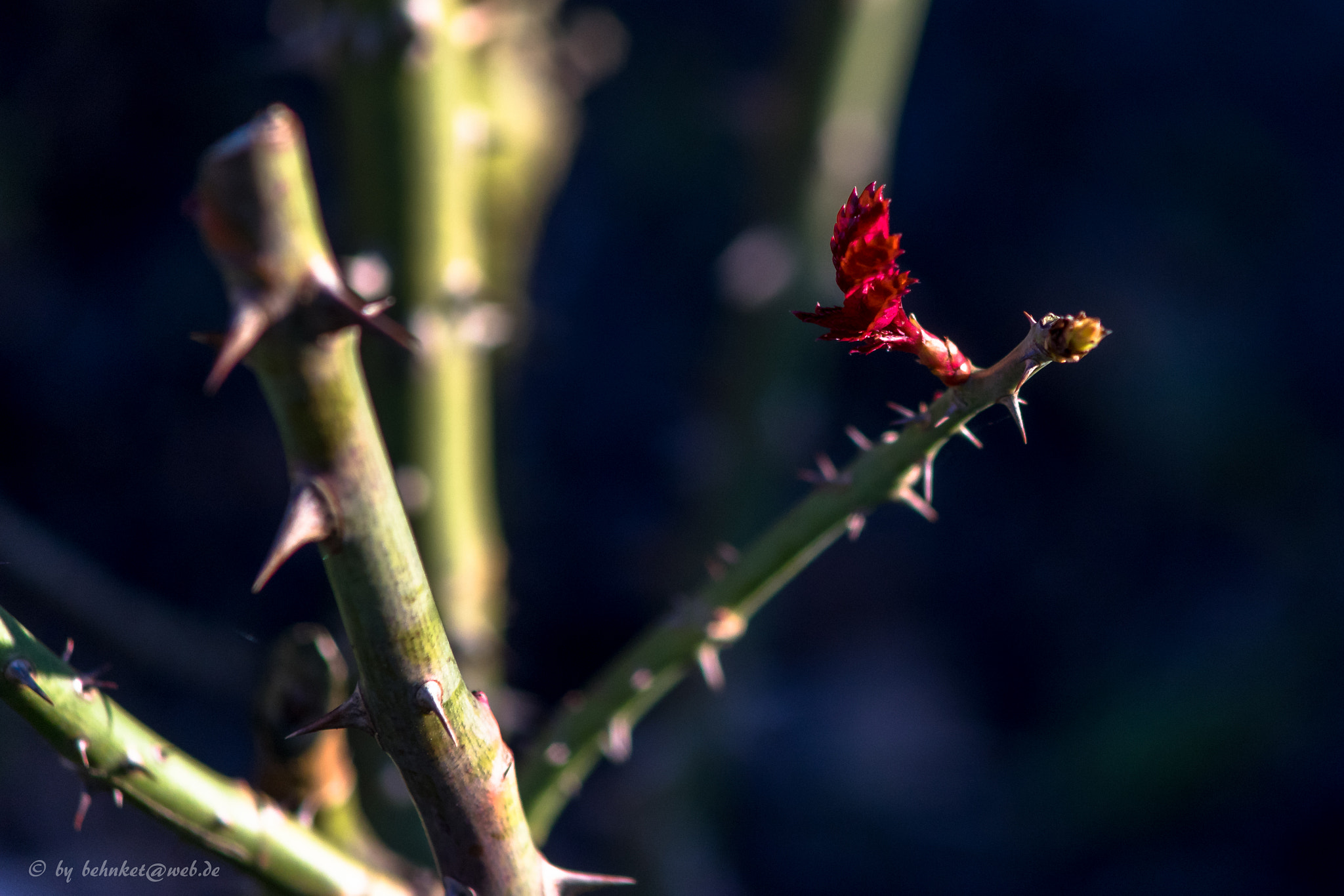 Minolta AF 70-210mm F4 Macro sample photo. Rose photography