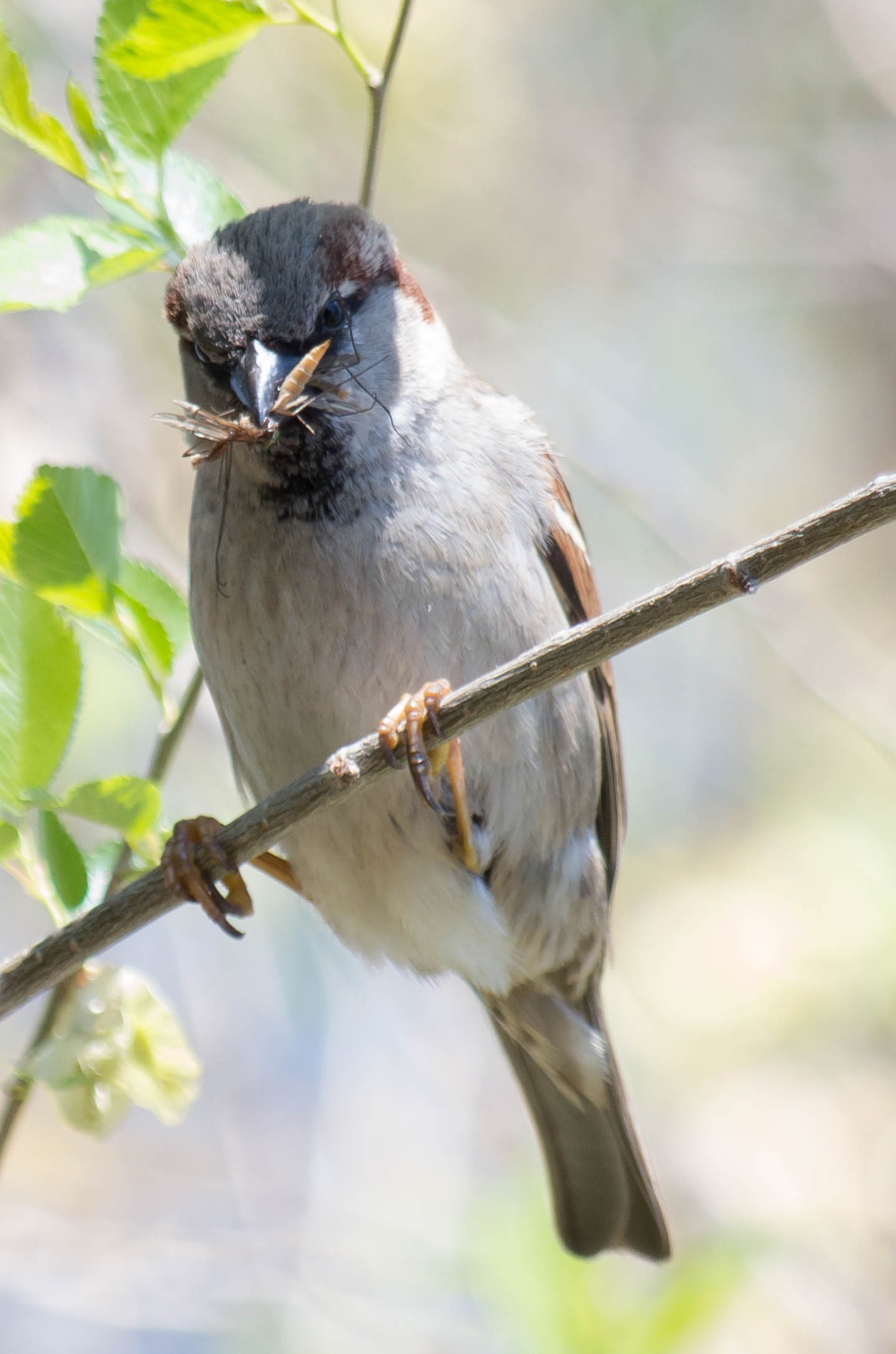 Pentax smc DA 50-200mm F4-5.6 ED WR sample photo. Bird and bug photography