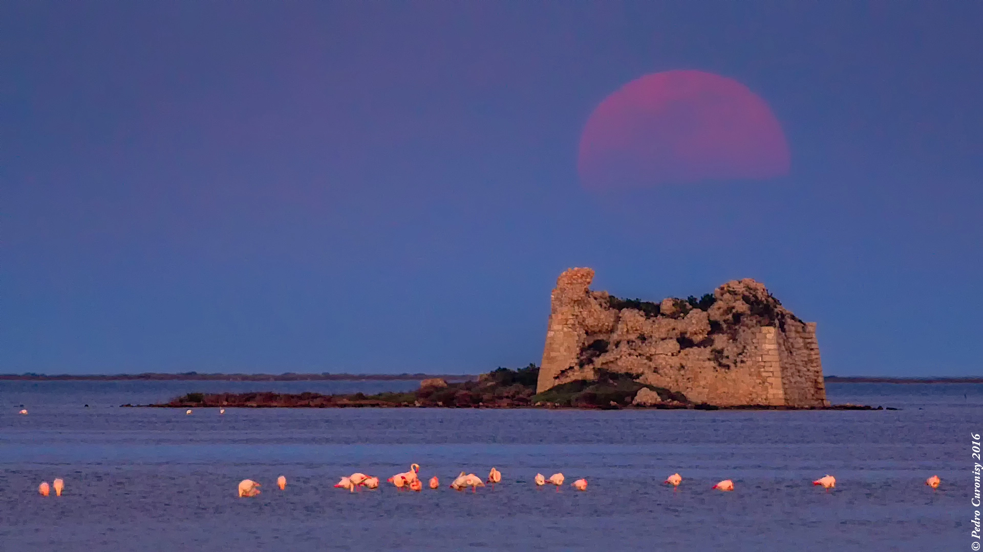 Olympus OM-D E-M1 + M.300mm F4.0 + MC-14 sample photo. Torre de sant joan photography