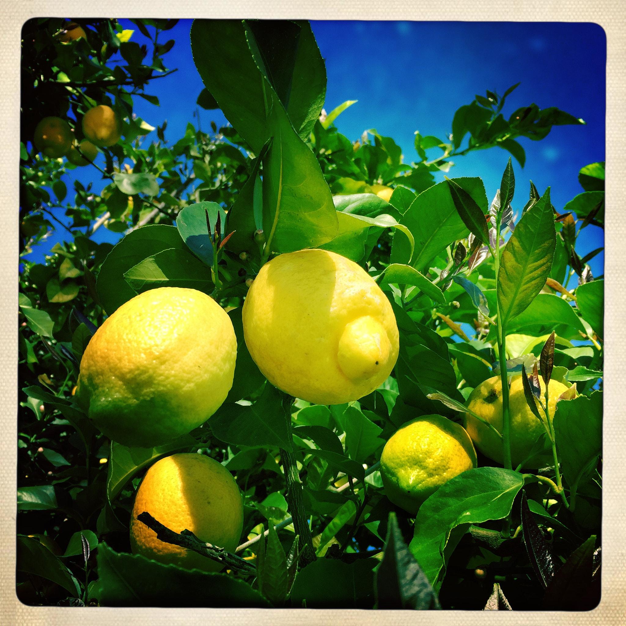 Hipstamatic 312 sample photo. Darkest napastan photography