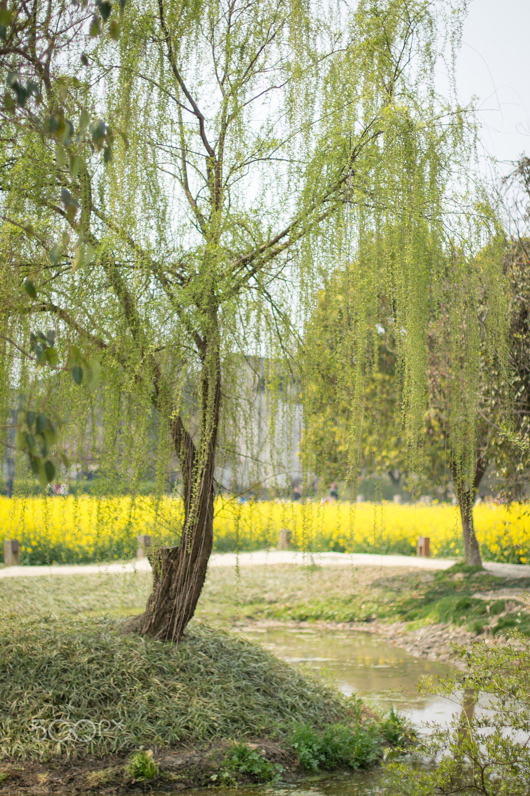 Canon EOS 700D (EOS Rebel T5i / EOS Kiss X7i) + Canon EF 50mm F1.4 USM sample photo. Wuzhen photography