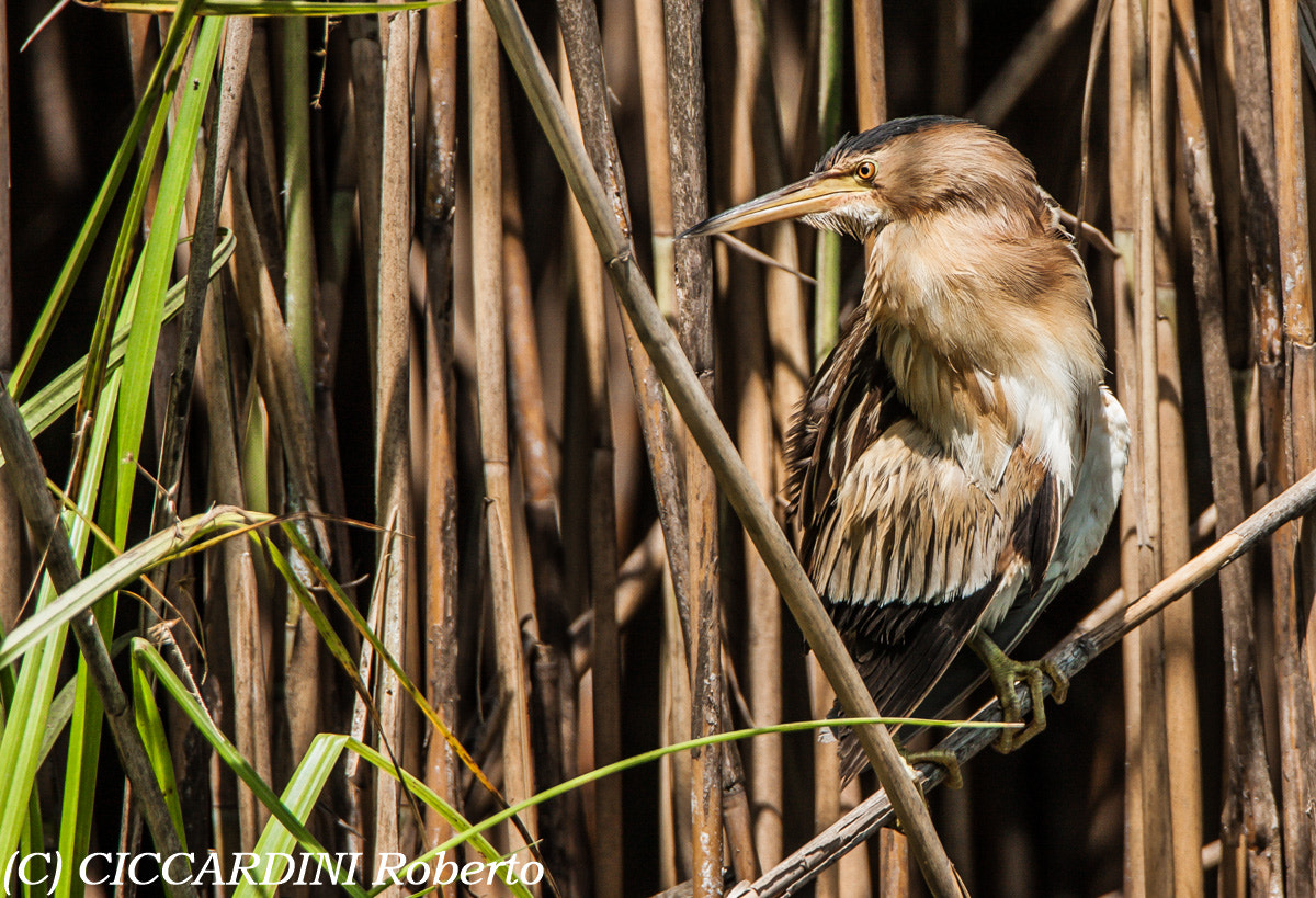 Tamron SP 150-600mm F5-6.3 Di VC USD sample photo. Tarabusino photography