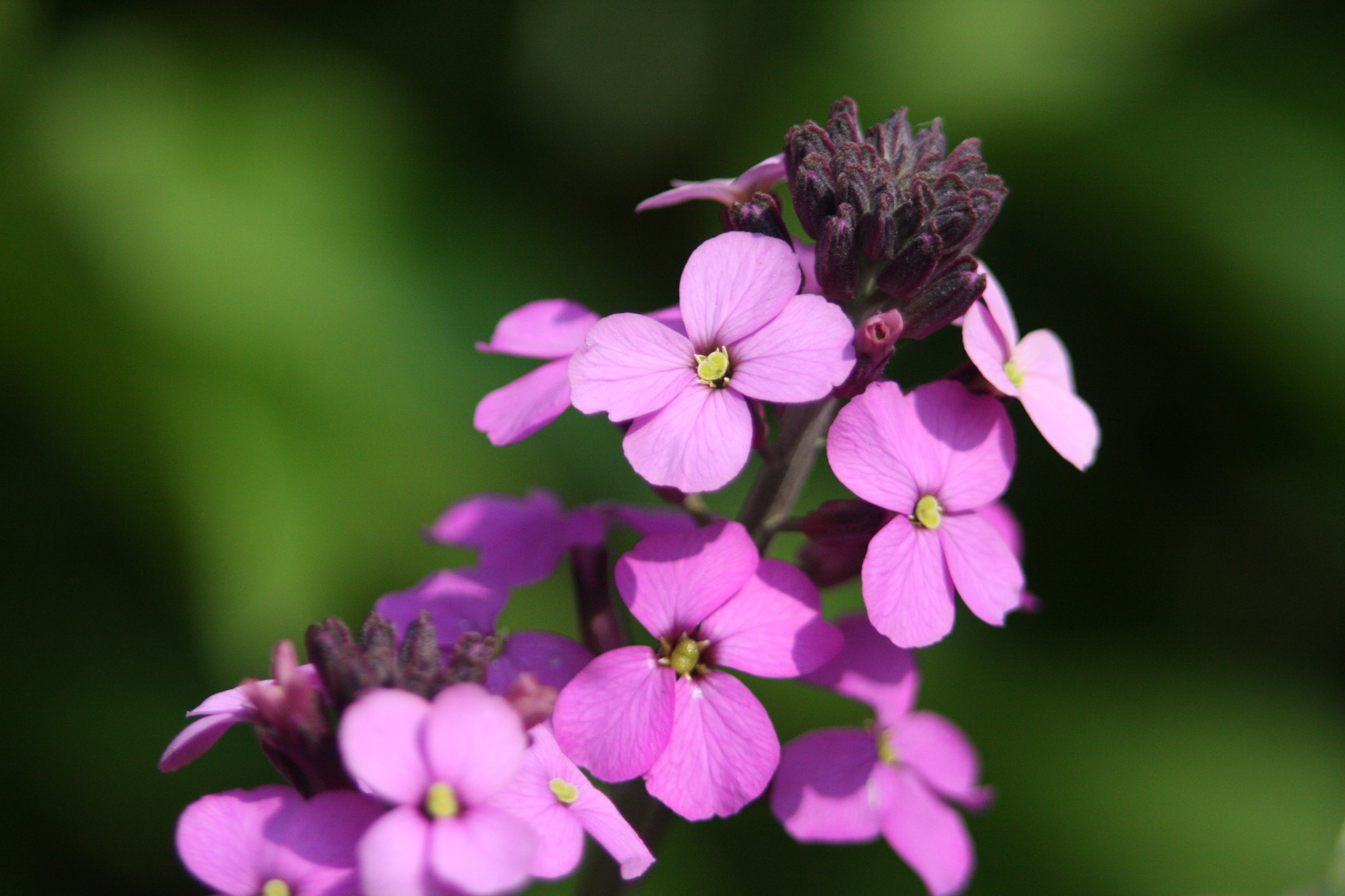 Canon EOS 40D + Canon EF 70-210mm f/4 sample photo. Erysimum photography