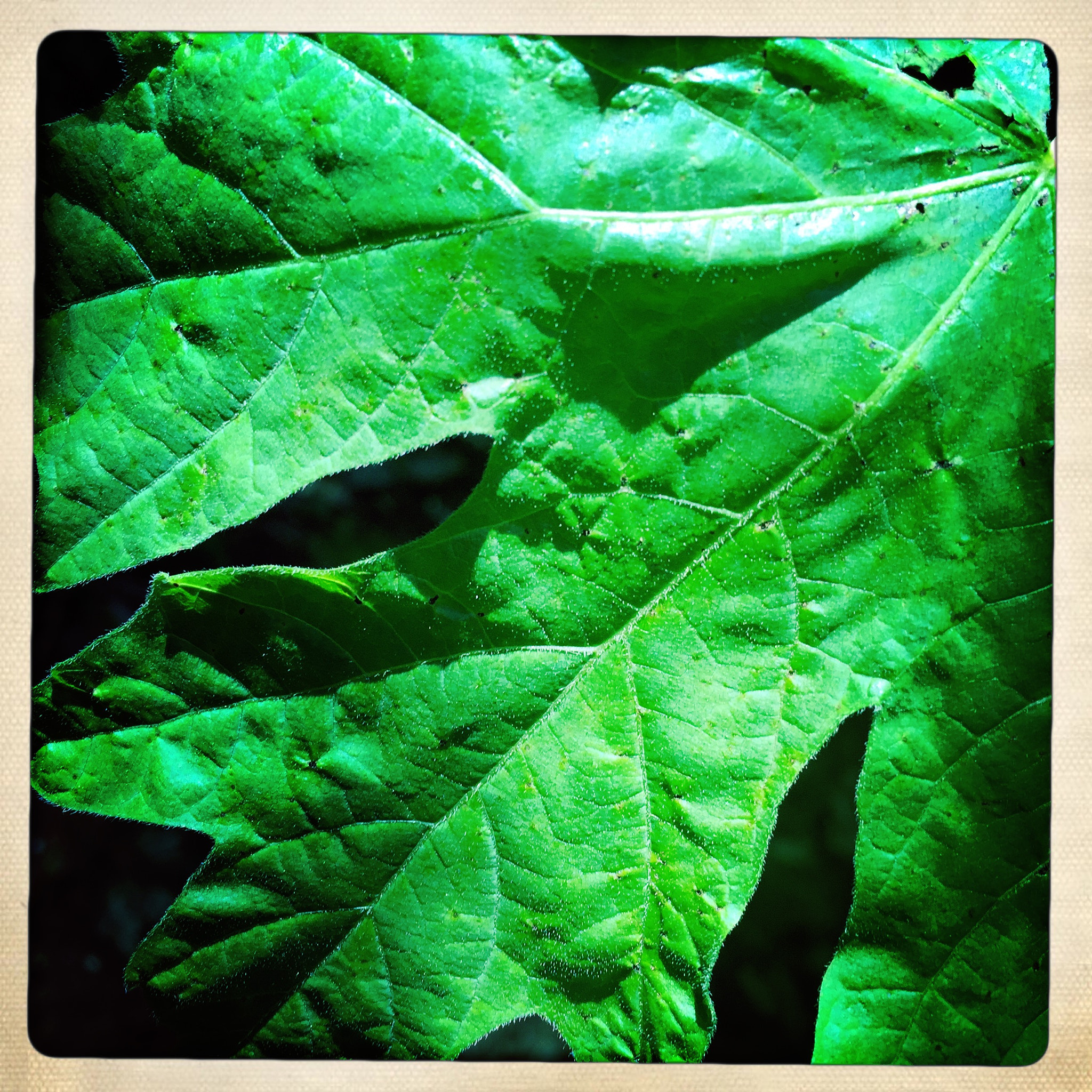 Hipstamatic 312 sample photo. Easter hike in wine country photography