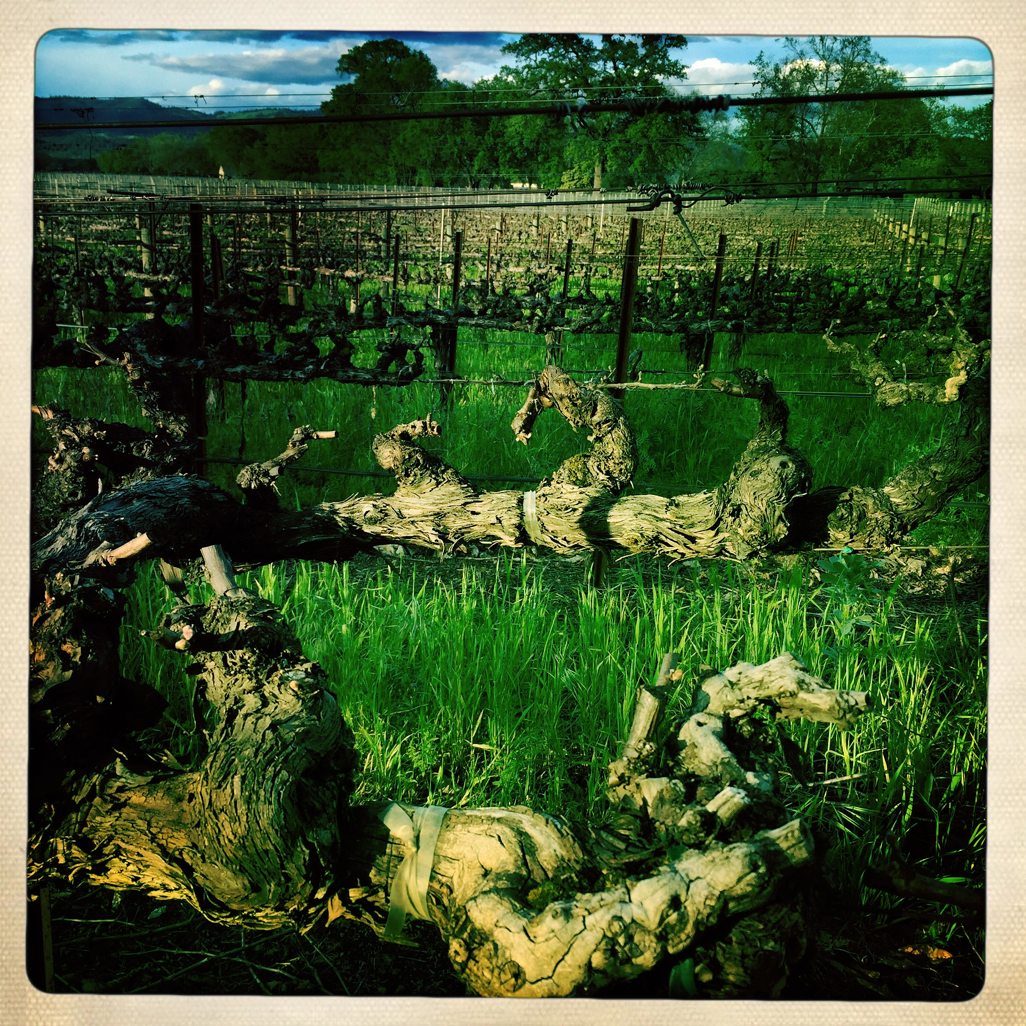Hipstamatic 312 sample photo. Spring rising old vines photography