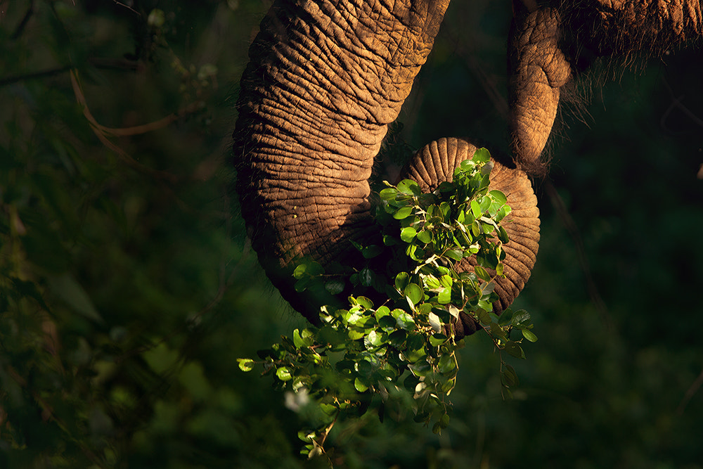 Canon EF 300mm F2.8L IS USM sample photo. Elephant trunk photography
