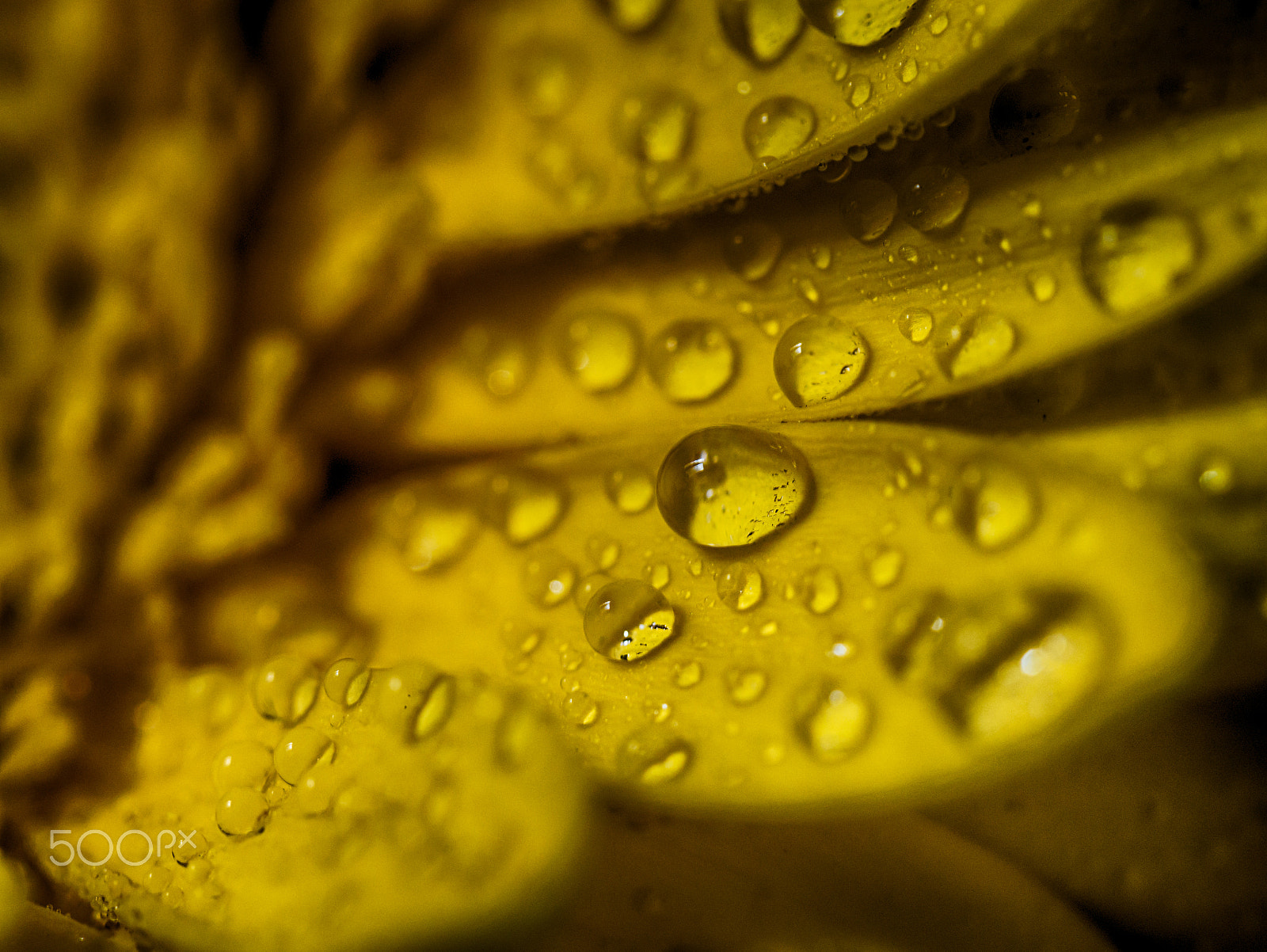 Panasonic Leica DG Macro-Elmarit 45mm F2.8 ASPH OIS sample photo. Gerbera photography
