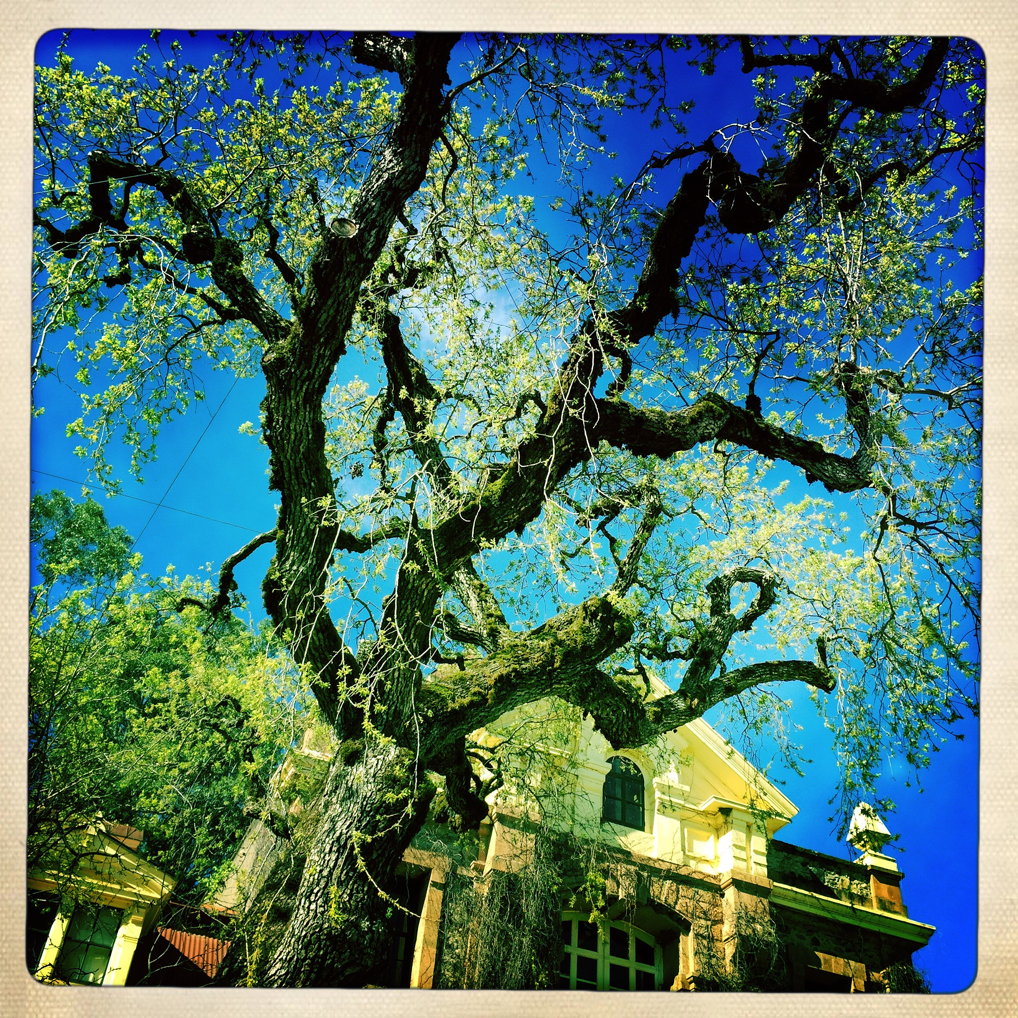 Hipstamatic 312 sample photo. Inglenook photography