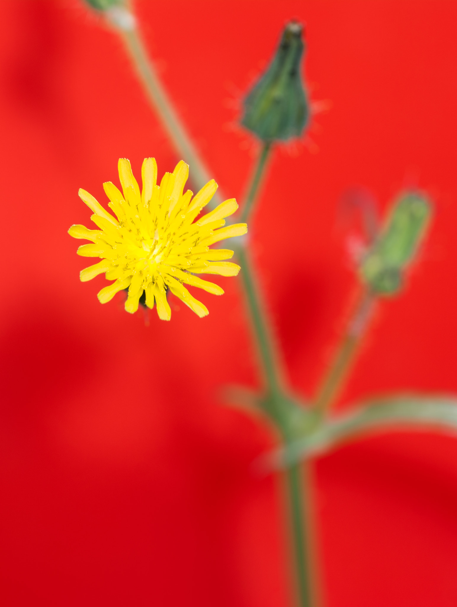 Sigma 150mm F2.8 EX DG OS Macro HSM sample photo. Cerraja photography