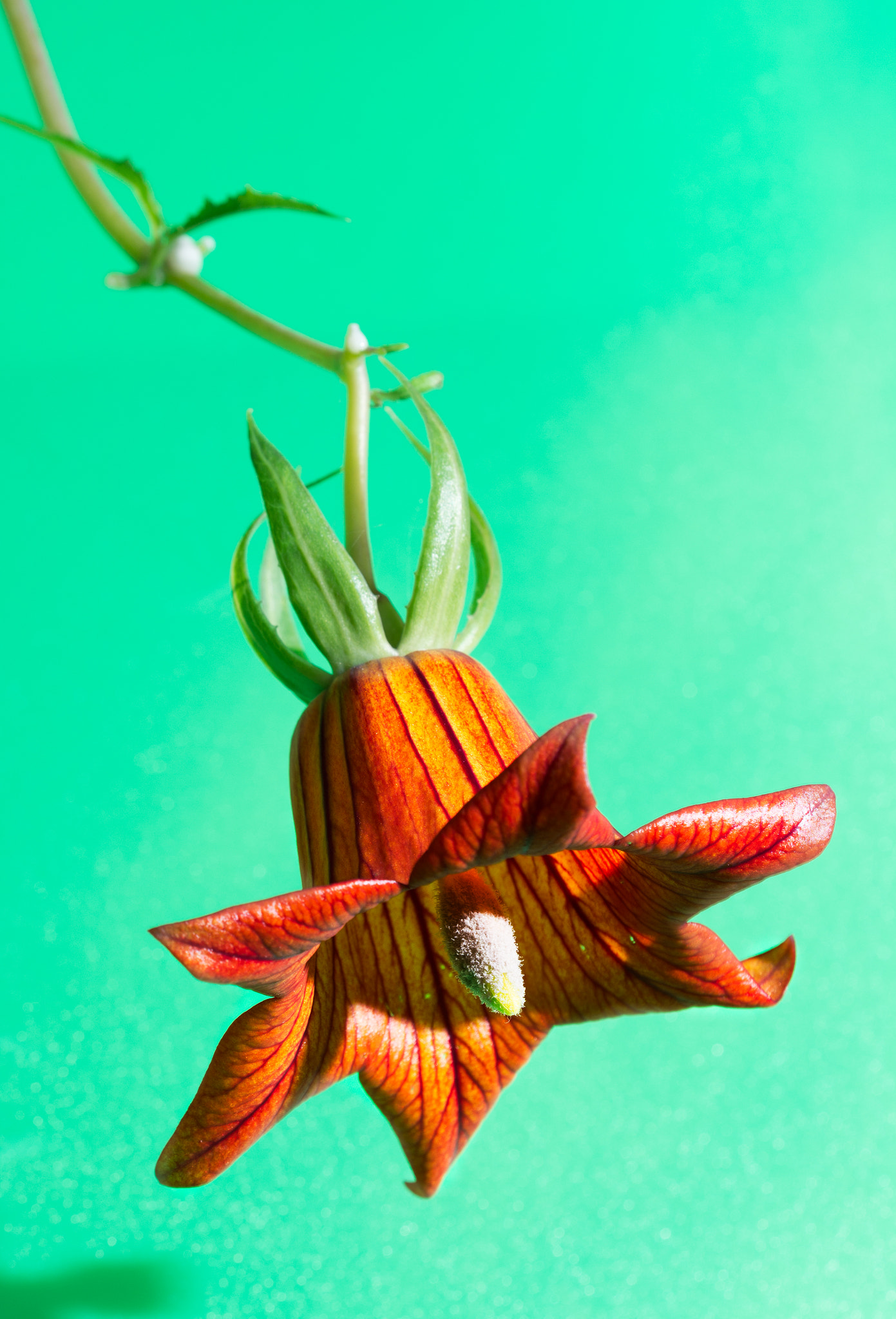 Sigma 150mm F2.8 EX DG OS Macro HSM sample photo. Canarina photography