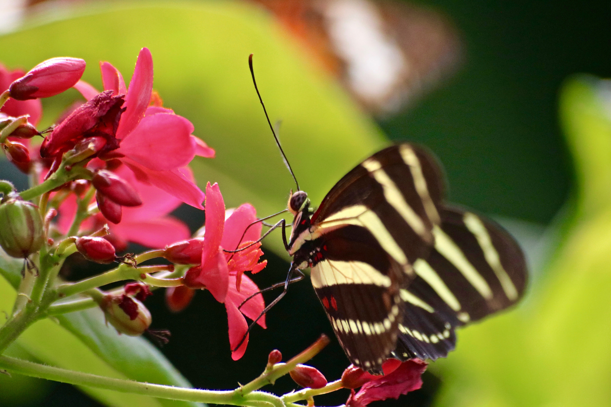Sigma 70-300mm F4-5.6 APO DG Macro sample photo. Butterfly photography