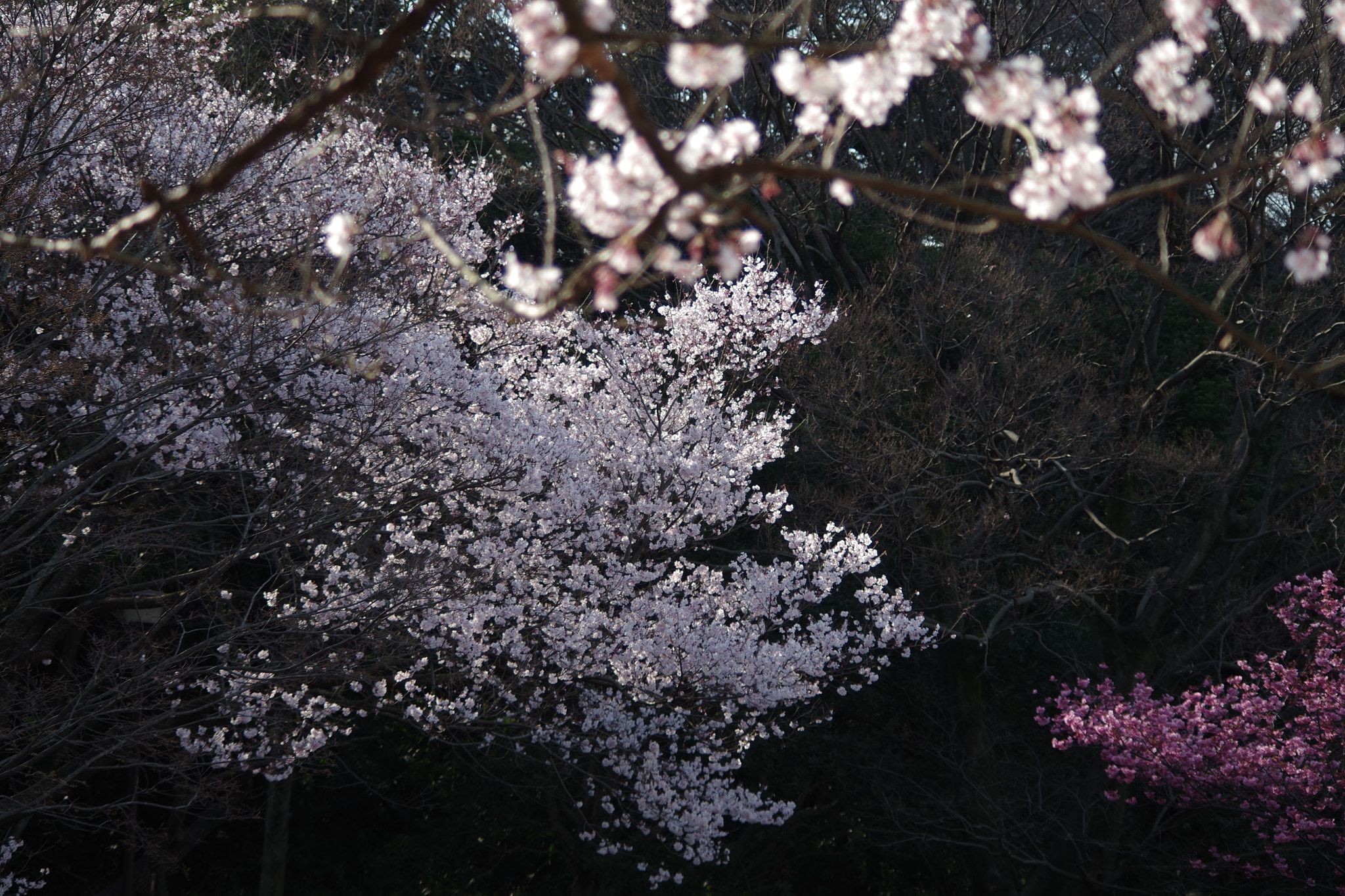 HD Pentax DA 55-300mm F4.0-5.8 ED WR sample photo. Sakura photography