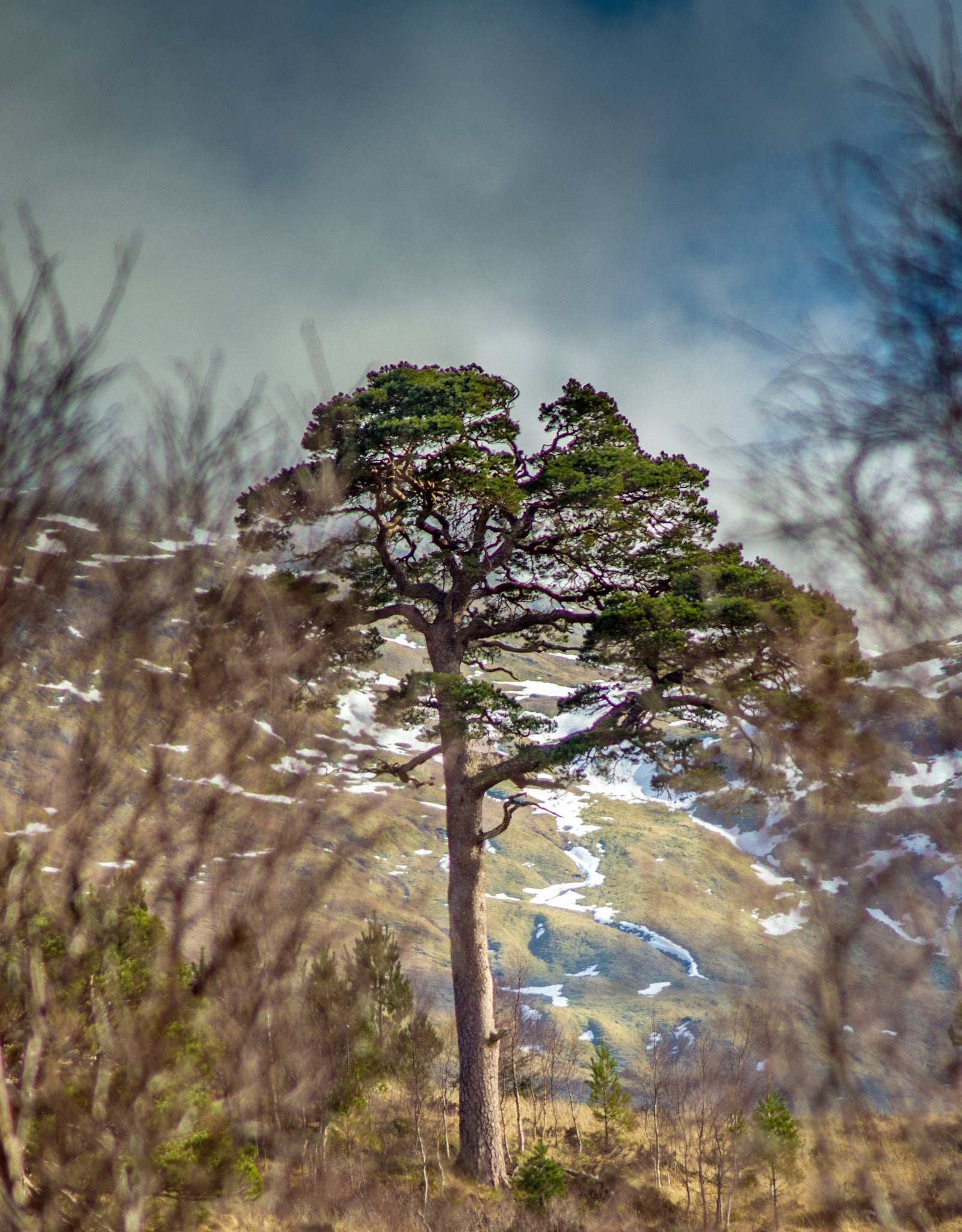 Pentax K-5 + smc PENTAX-FA 100-300mm F4.7-5.8 sample photo. A lone pine photography