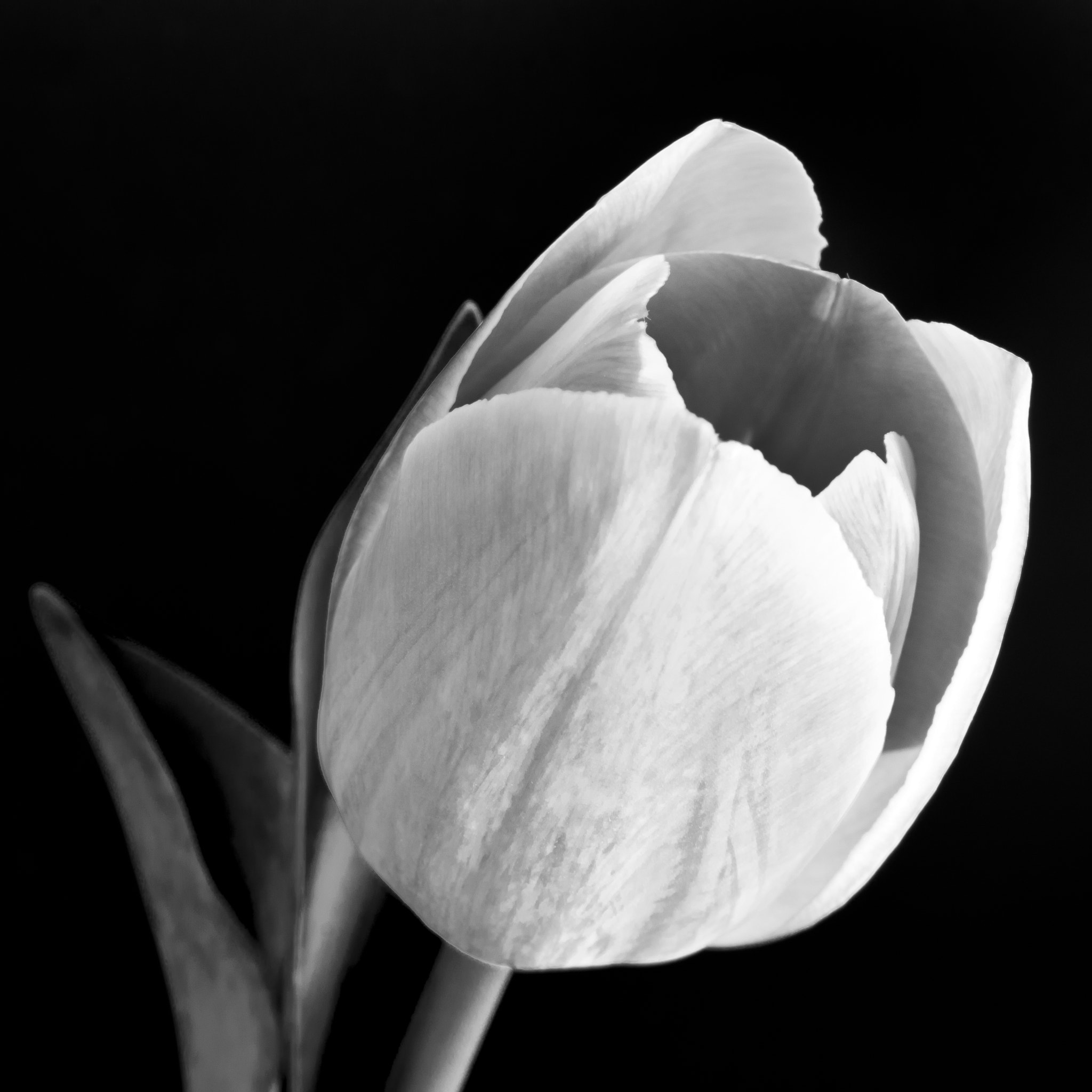 Nikon D3100 + AF Zoom-Nikkor 28-105mm f/3.5-4.5D IF sample photo. The tulip in b&w photography