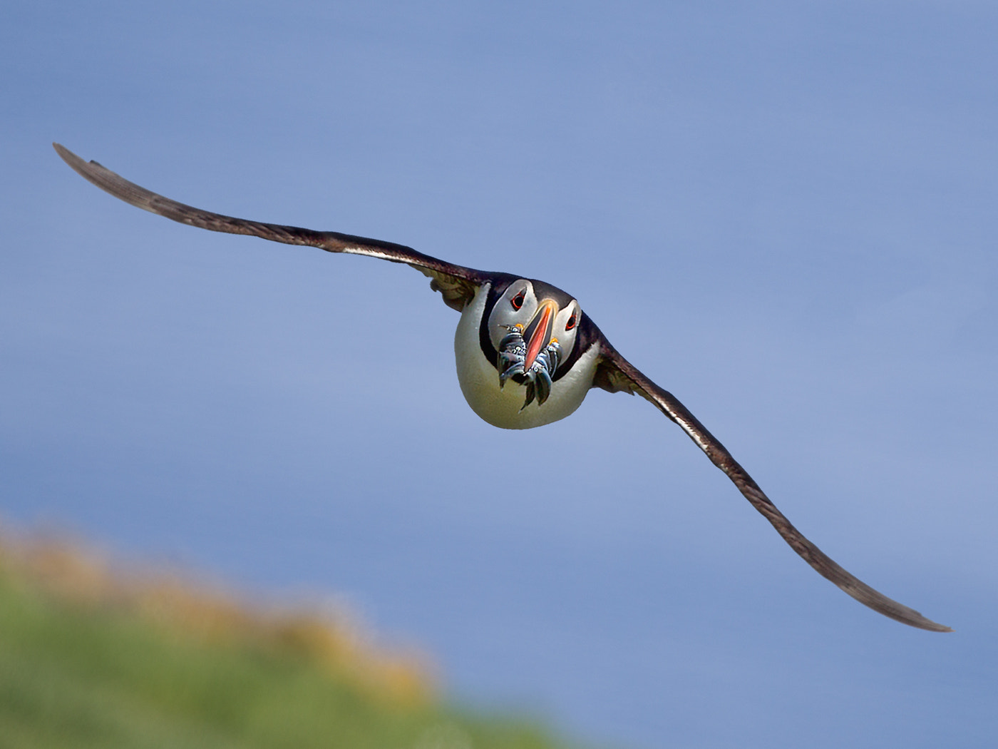 Canon EF 600mm f/4L IS sample photo. Puffin in flight with sand eels photography