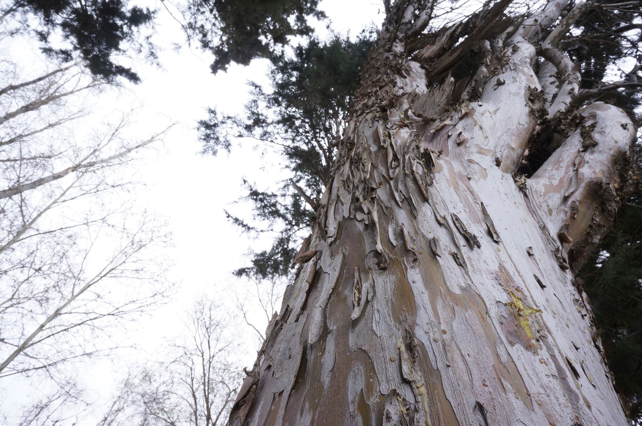 Sony Alpha NEX-5N + Sony E 16mm F2.8 sample photo. Near tree photography