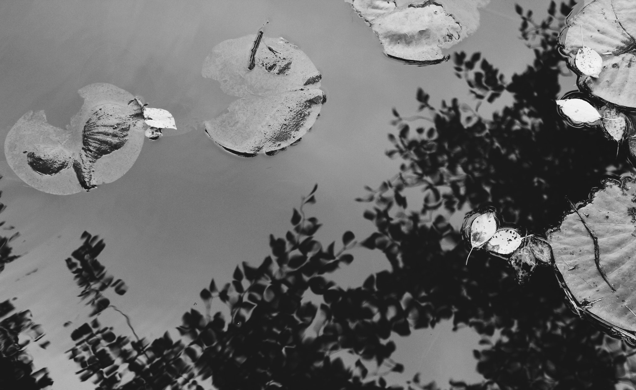 Canon EF-S 18-55mm F3.5-5.6 III sample photo. Stay a'float photography