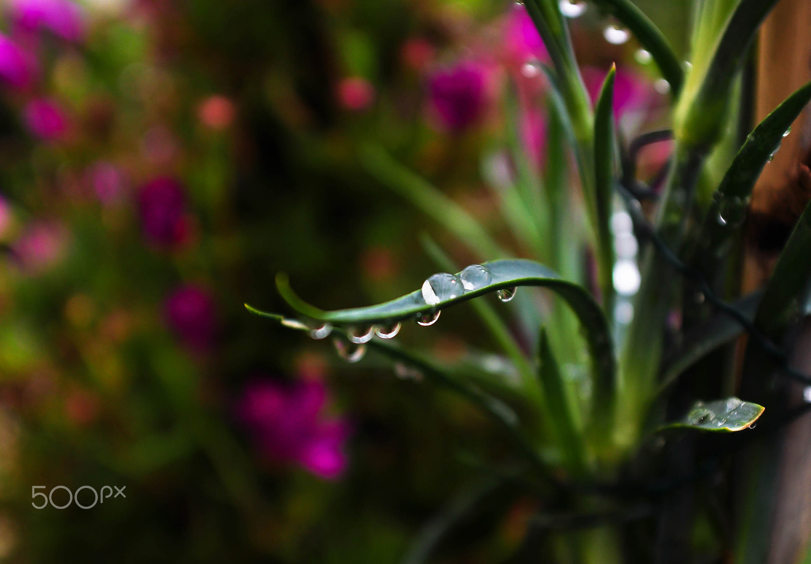 AF Zoom-Nikkor 28-85mm f/3.5-4.5 sample photo. Rain drops photography