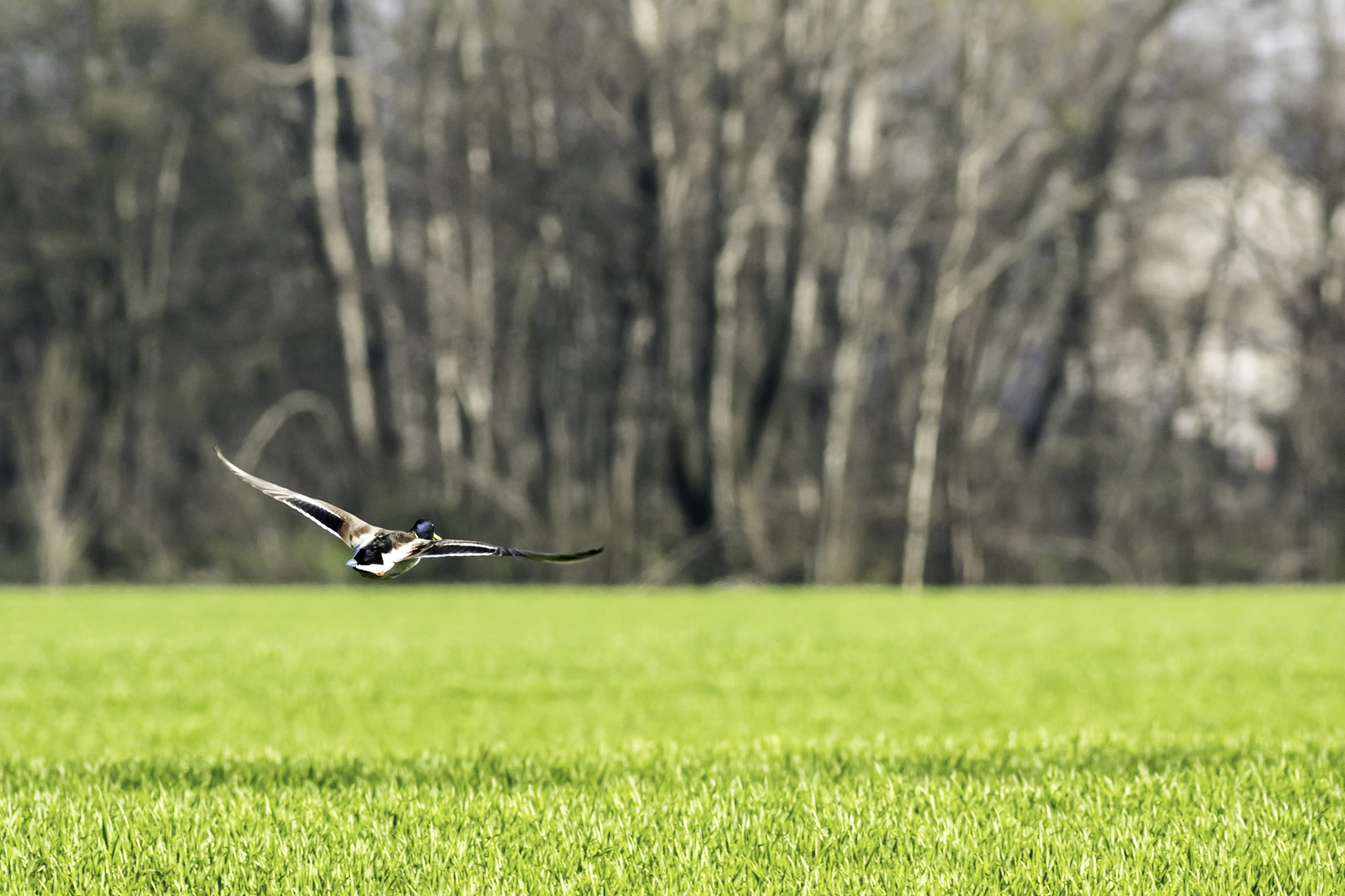 Canon EF 400mm F5.6L USM sample photo. German's fly photography