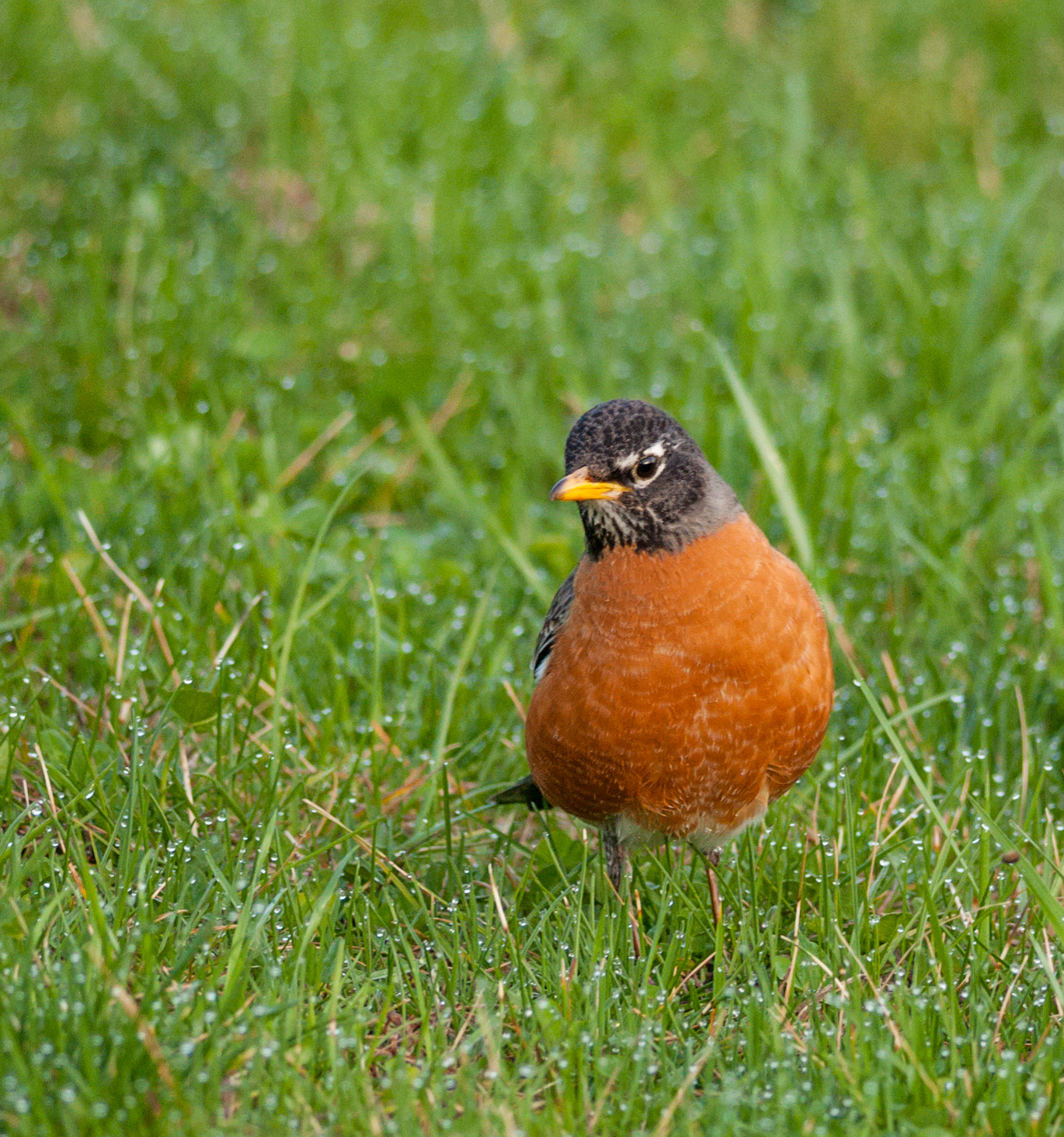 Nikon D300S + Nikon AF-S Nikkor 300mm F4D ED-IF sample photo. Robin photography