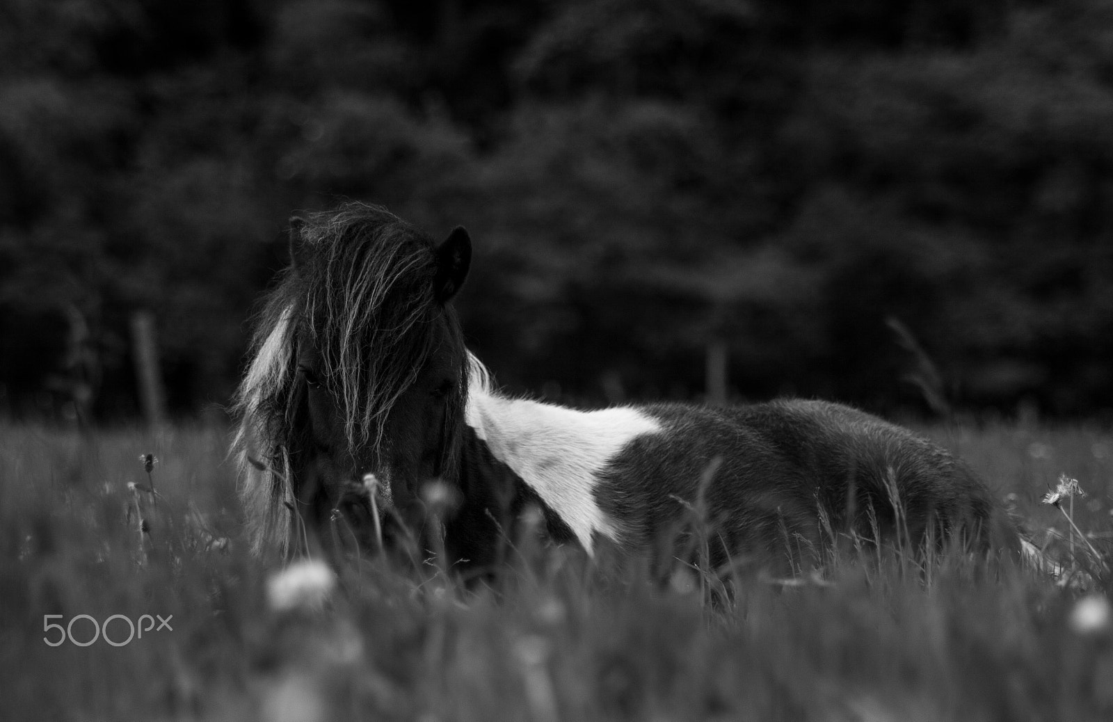 Canon EOS 50D + Tamron AF 70-300mm F4-5.6 Di LD Macro sample photo. Pony photography