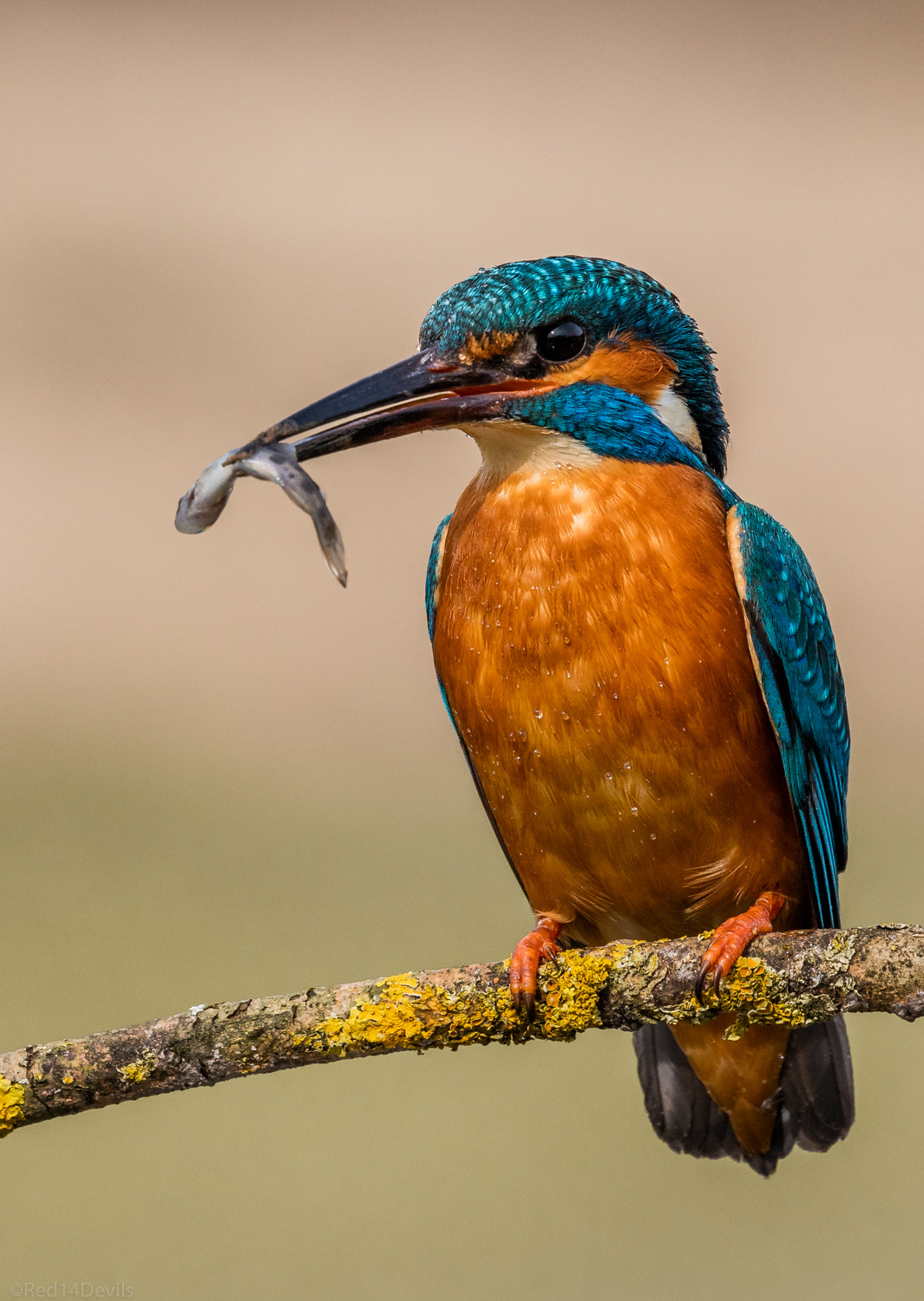 Canon EF 100-400mm F4.5-5.6L IS II USM sample photo. Kingfisher ~1 photography