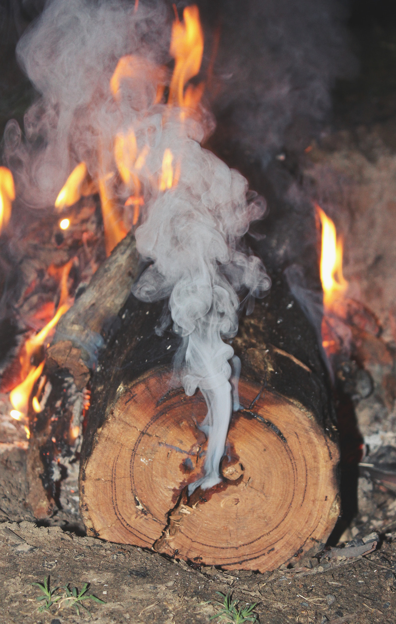 Canon EF-S 18-55mm F3.5-5.6 III sample photo. Souls a'fire photography