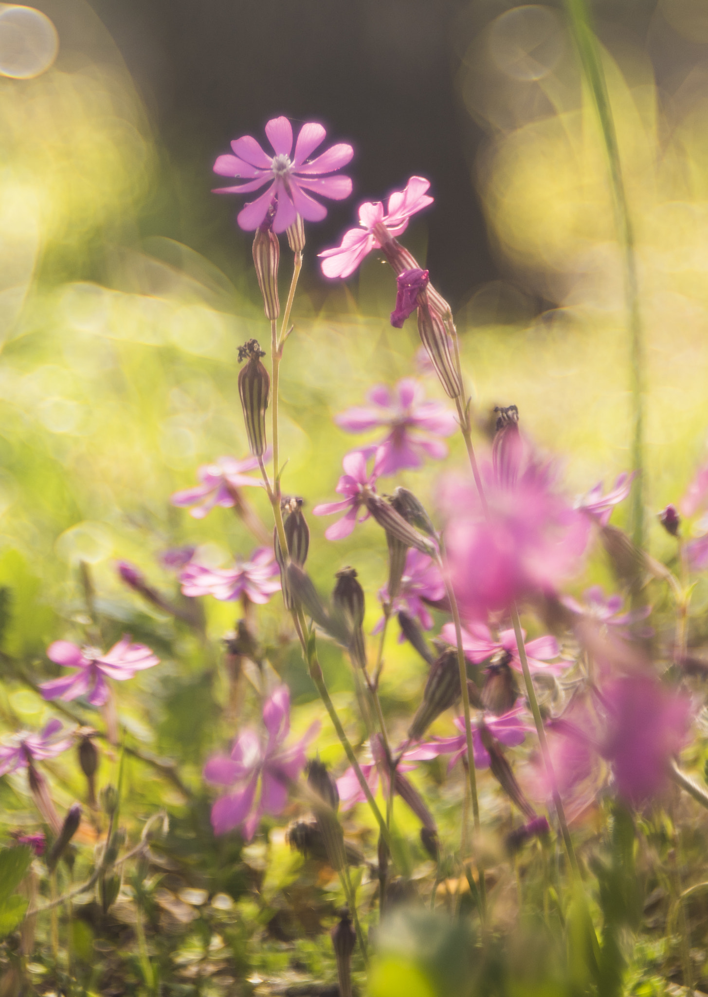 0,0 mm f/0,0 sample photo. _dsc4726.jpg photography