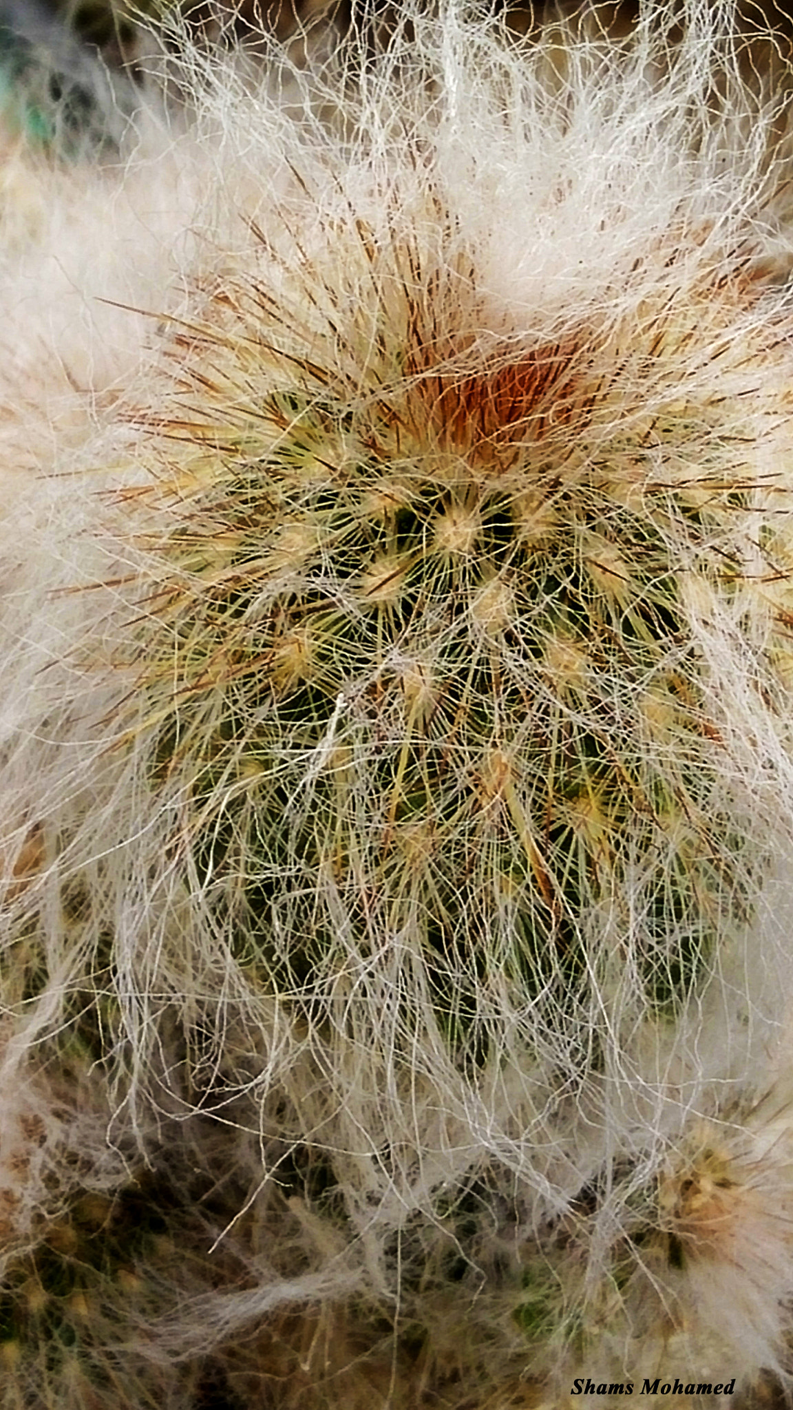 OPPO R7 Lite sample photo. Cactus
plant
 photography