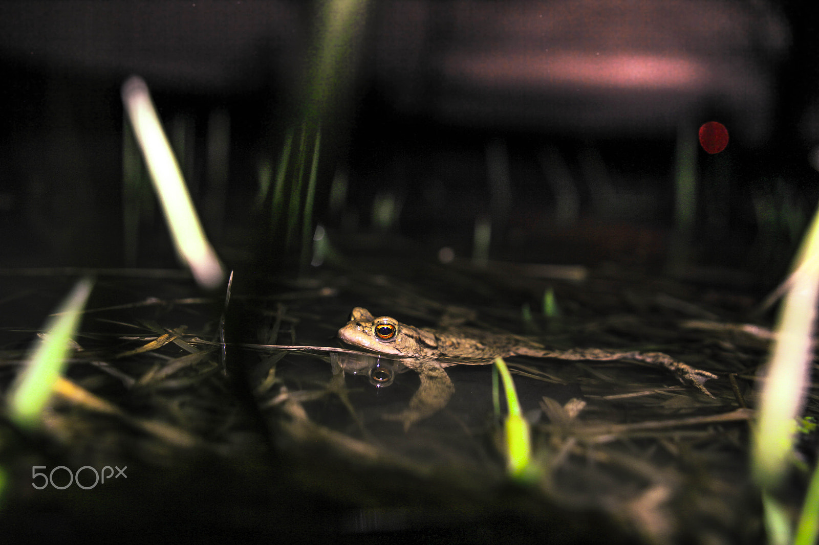Canon EOS 550D (EOS Rebel T2i / EOS Kiss X4) + Canon EF 24-70mm F2.8L USM sample photo. Bufo bufo at night photography