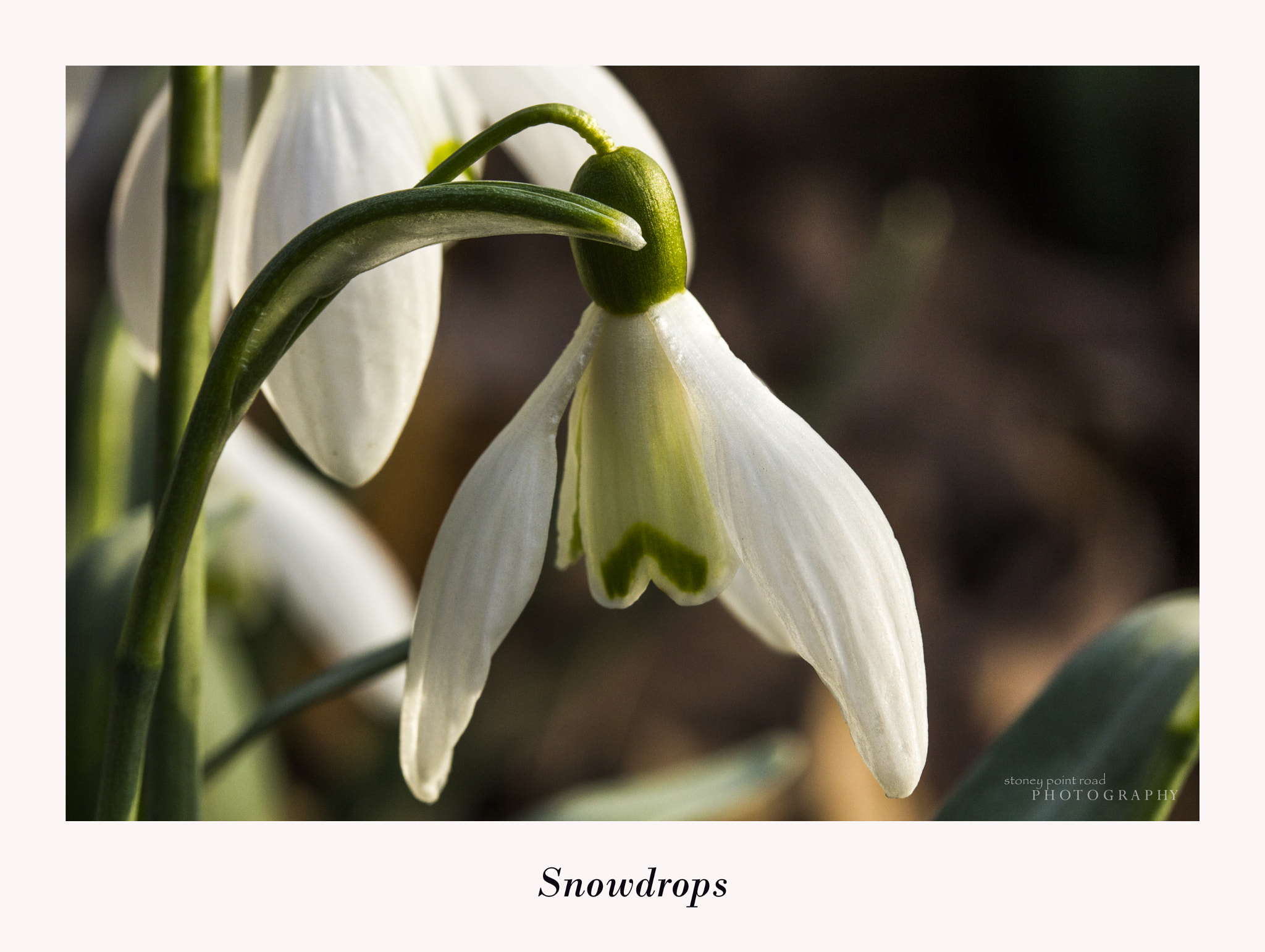 Canon EF-S 60mm F2.8 Macro USM sample photo. Snowdrops photography